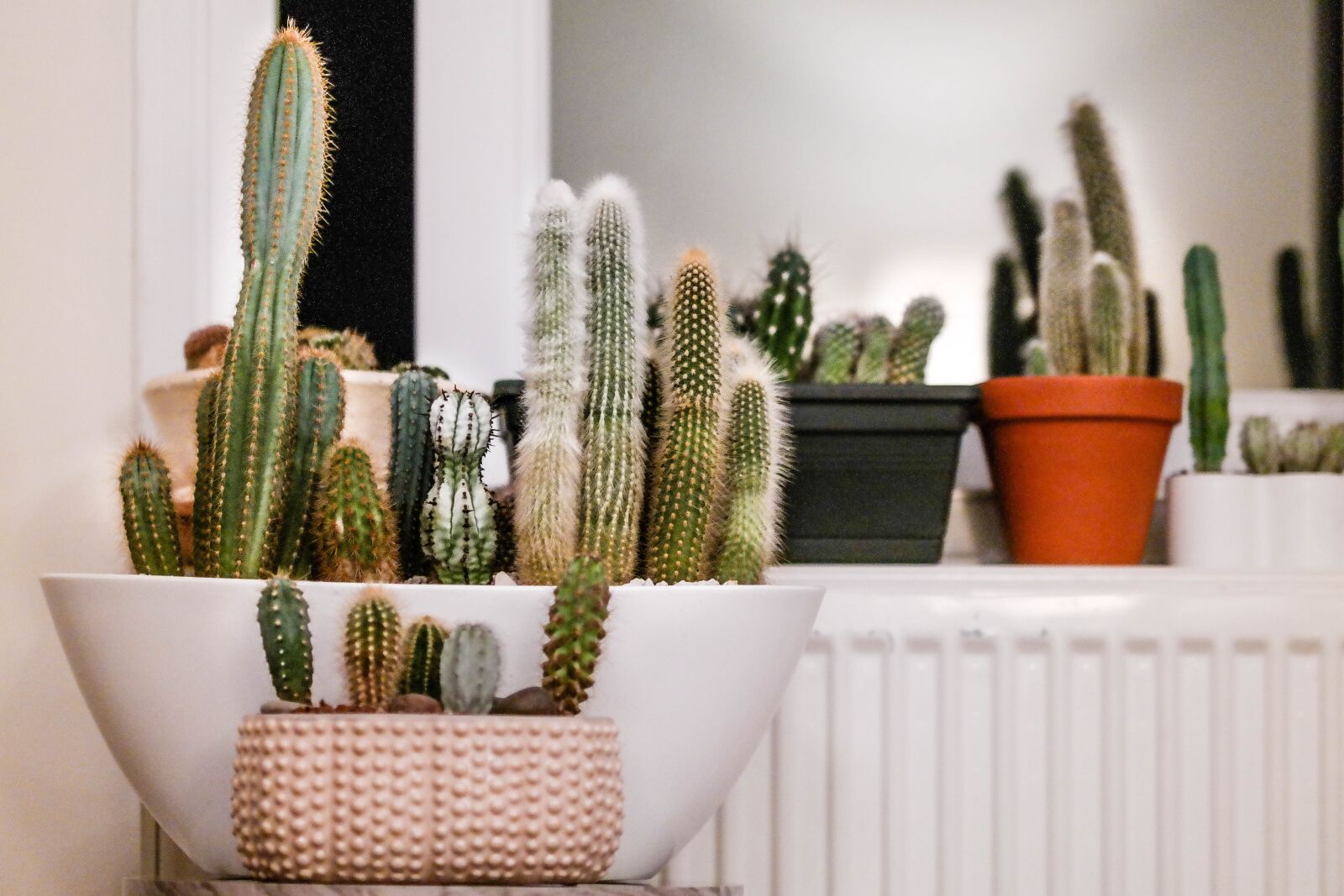 Samsung NX300 sample photo. Cactus, houseplants, houseplant photography