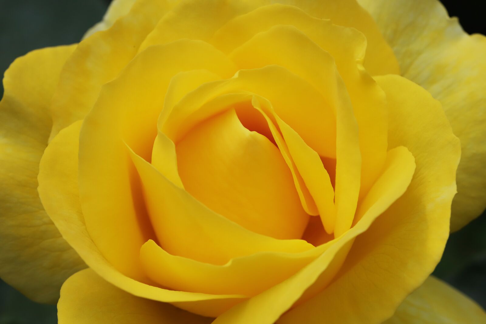 Canon EOS 6D Mark II sample photo. Rose, flowers, love photography