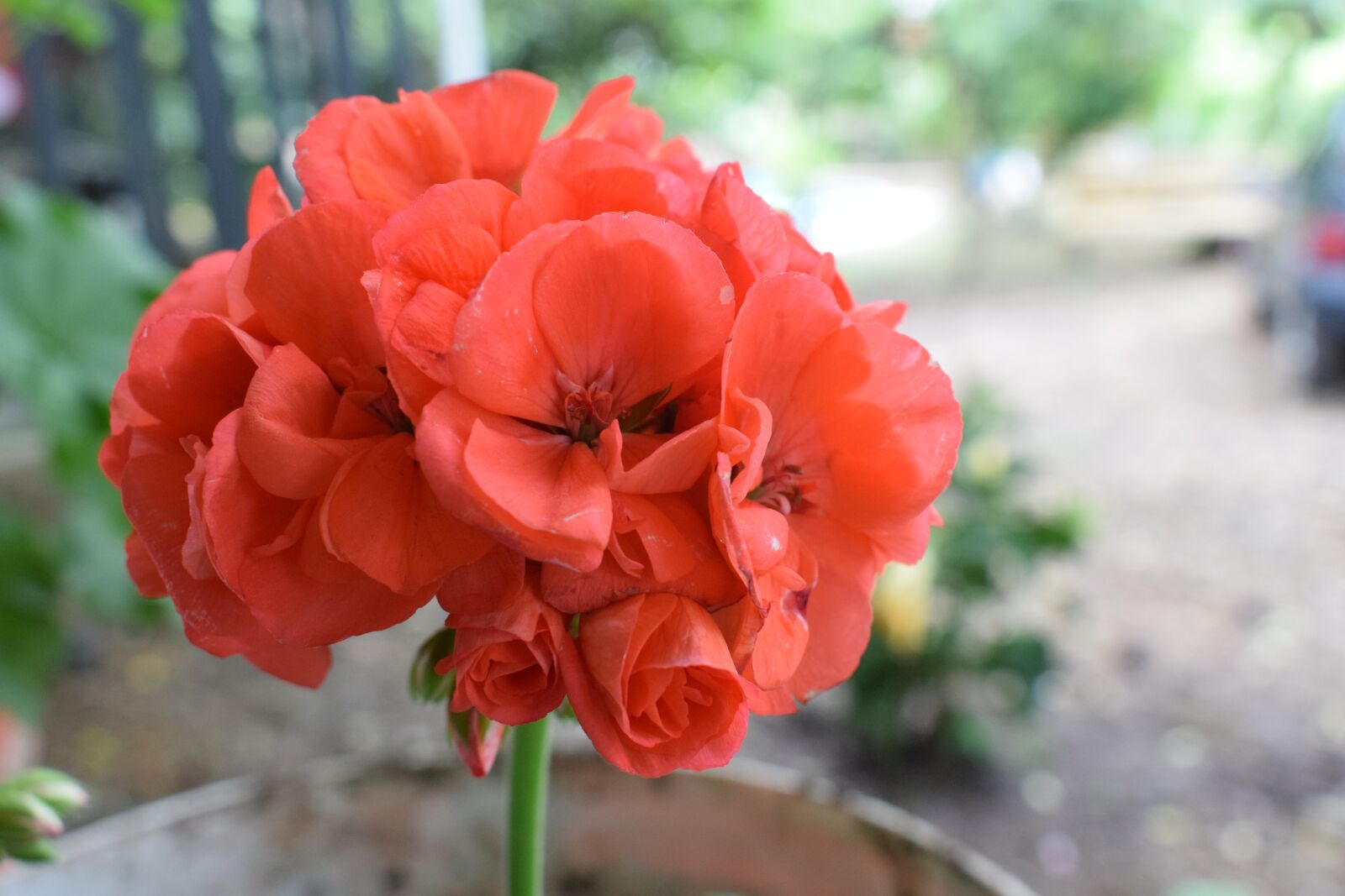 Nikon D5300 sample photo. Colombia, flowers, petal photography
