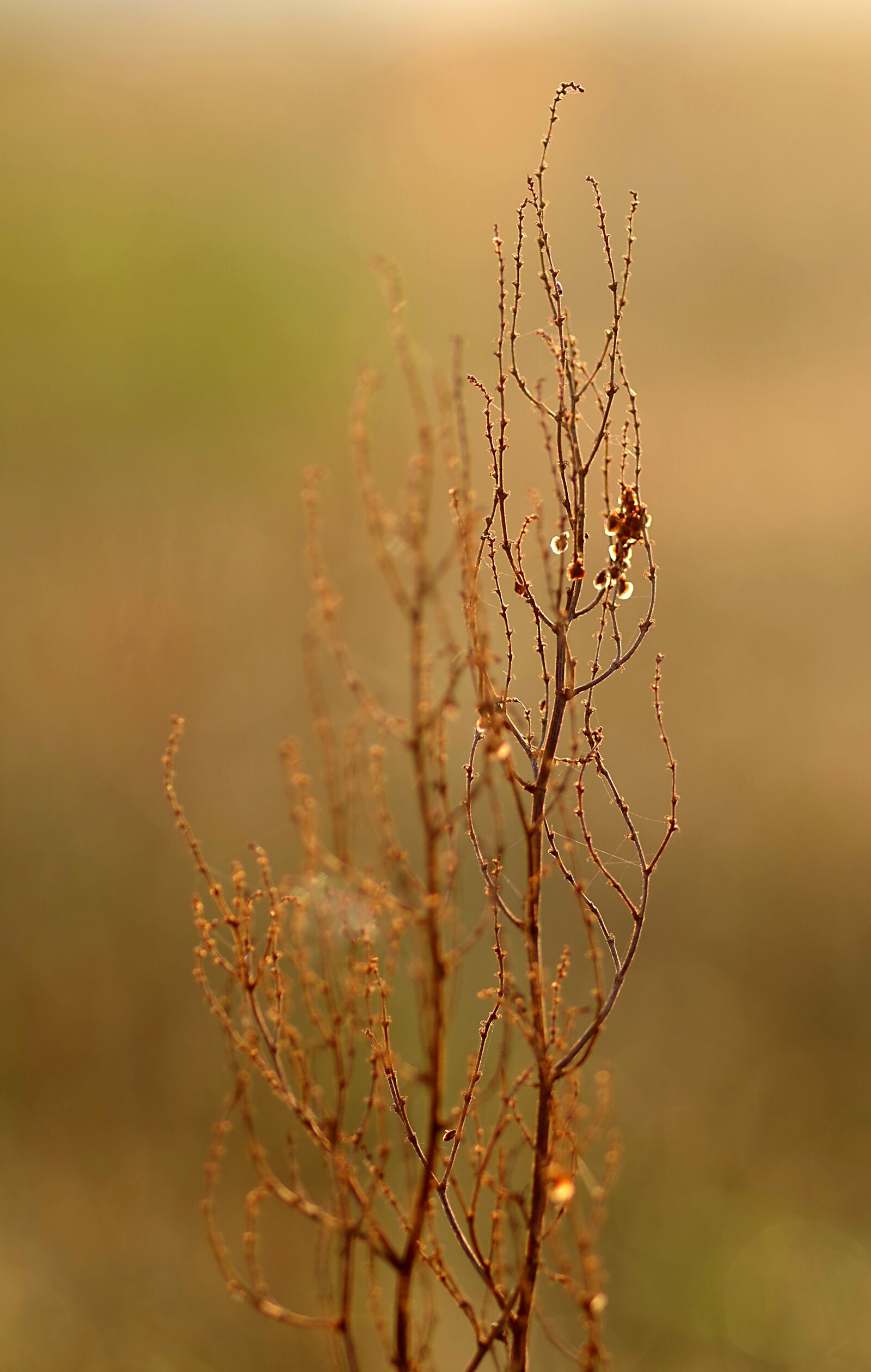 Pentax K-S2 sample photo. Autumn, meadow, grass photography