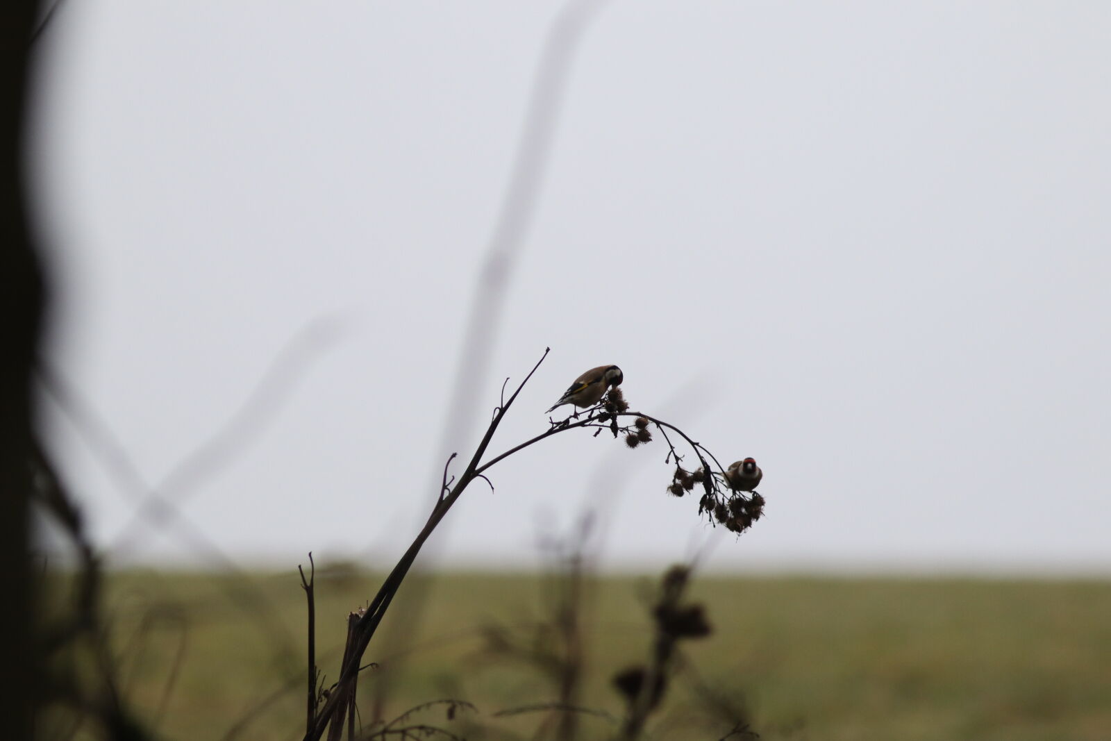 Canon EF 300mm F4L IS USM sample photo
