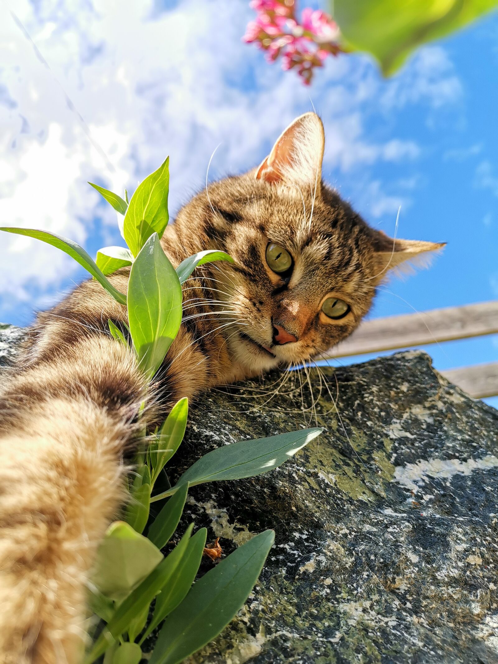 HUAWEI Mate 20 Pro sample photo. Cat, blue sky, sky photography