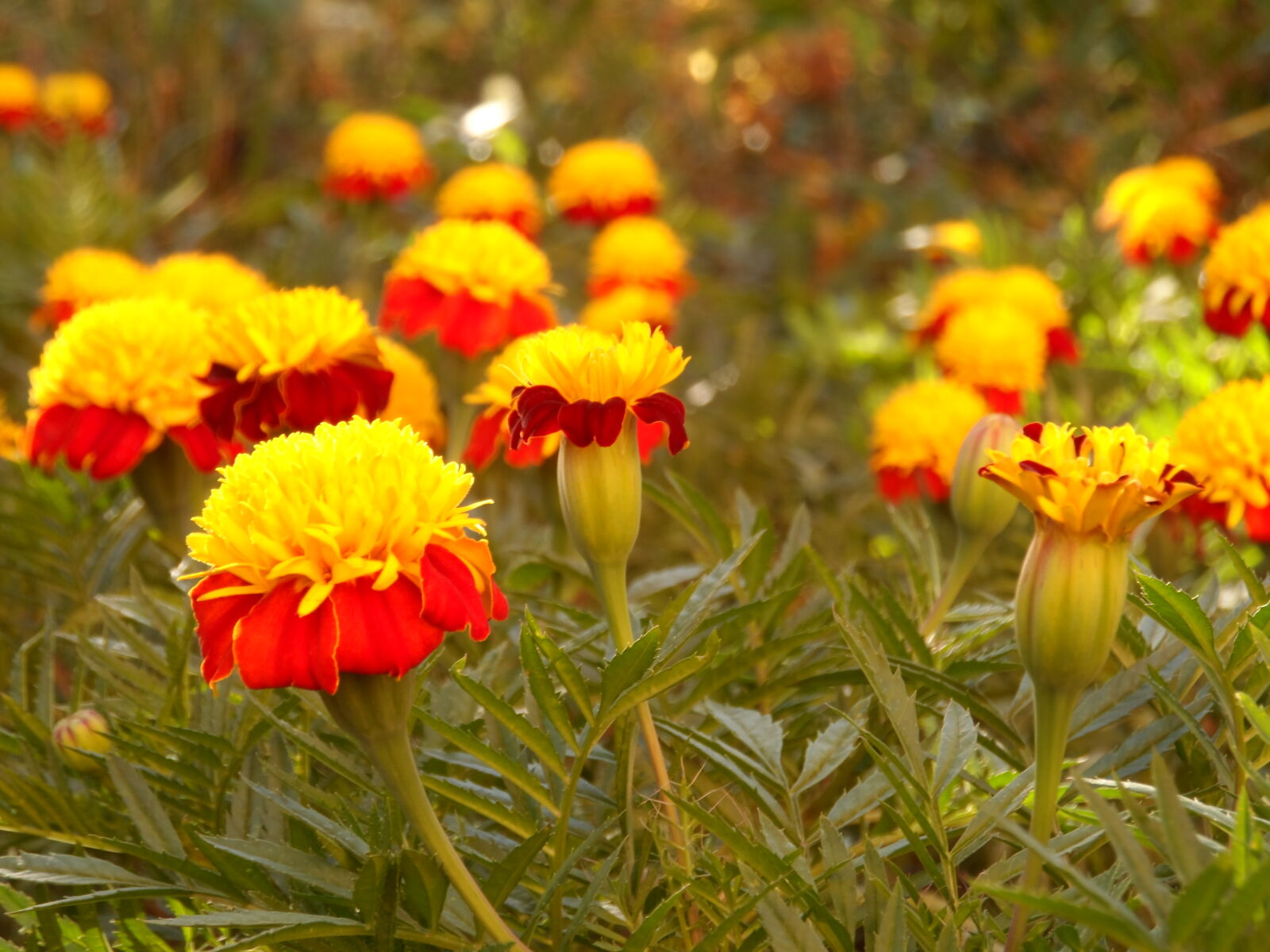 Samsung WB150 / WB150F / WB152 / WB152F / WB151 / WB151F / WB140 sample photo
