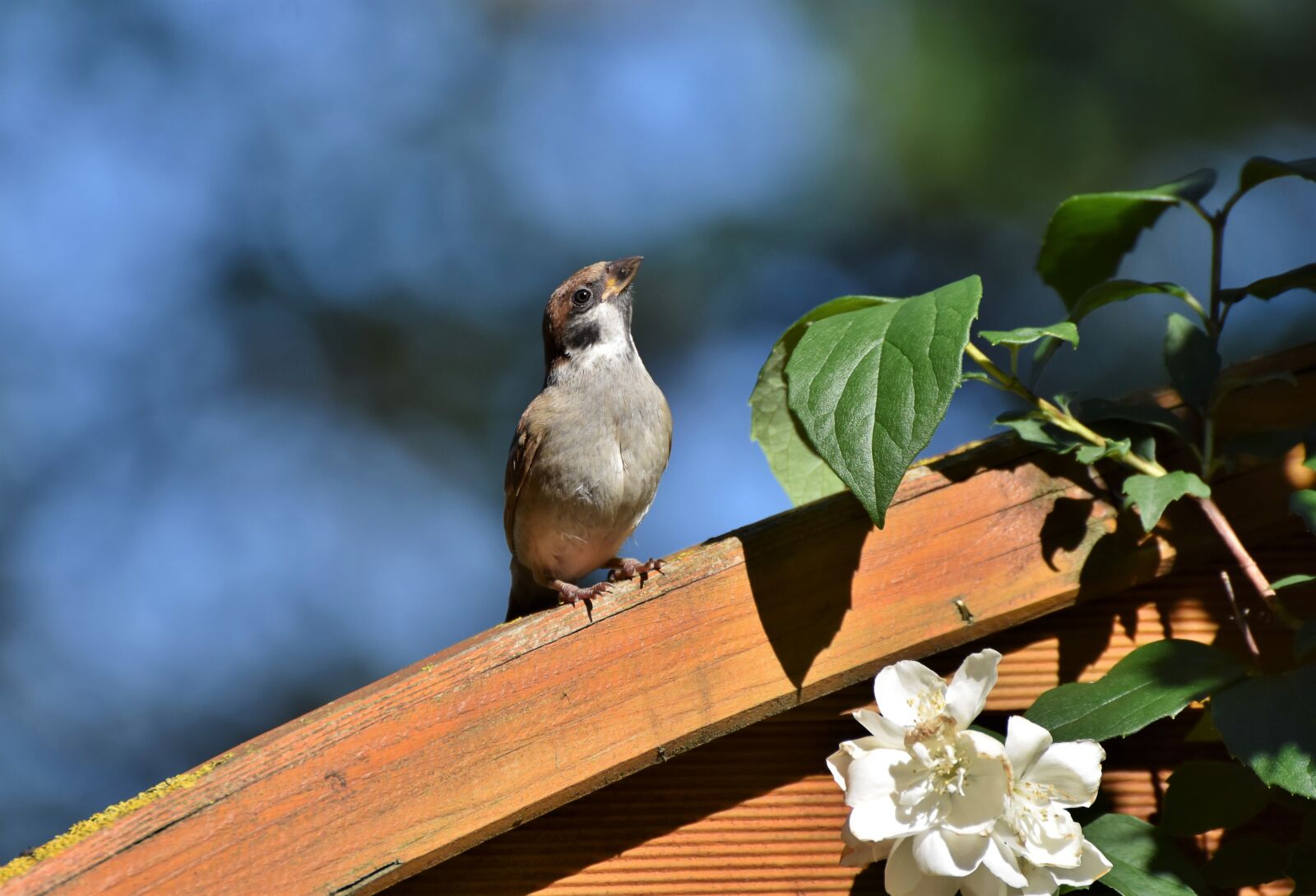 Nikon D7200 sample photo. Sparrow, sperling, bird photography