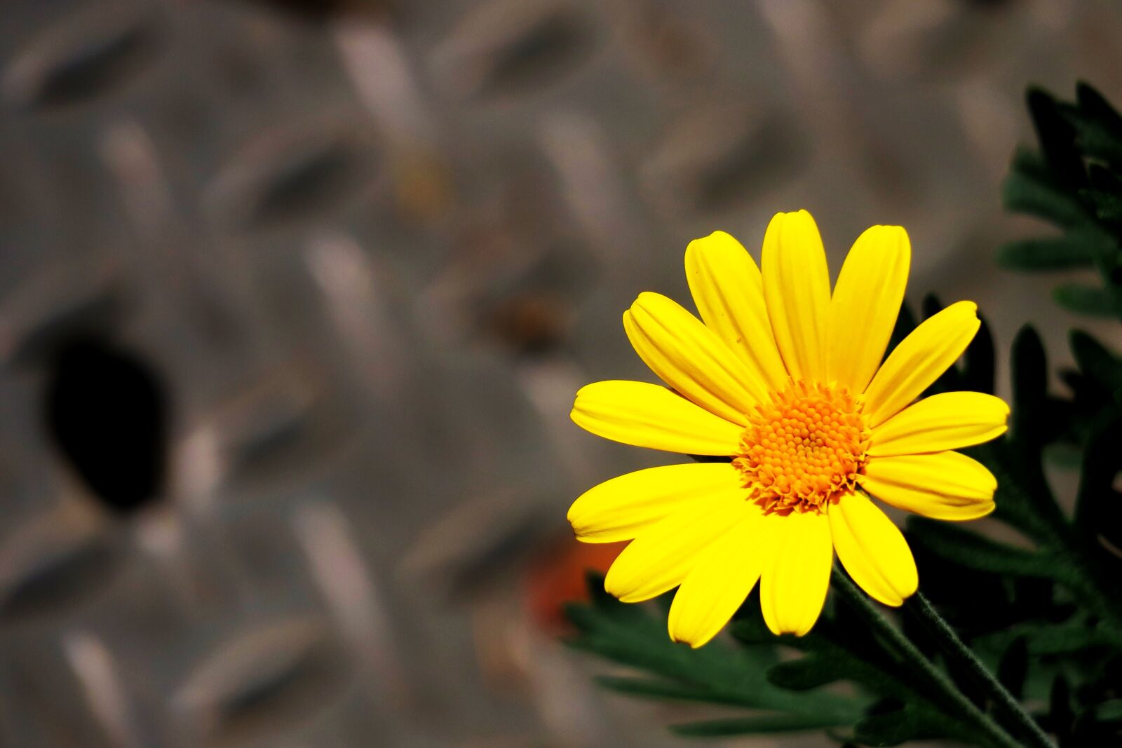 Canon PowerShot G3 X sample photo. Nature, flower, plant photography