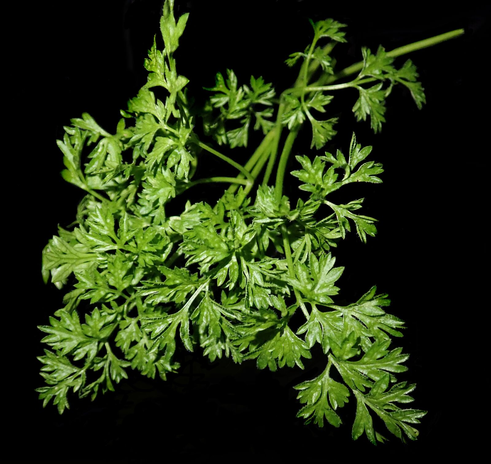 Olympus TG-5 sample photo. Chervil, herb, cooking photography