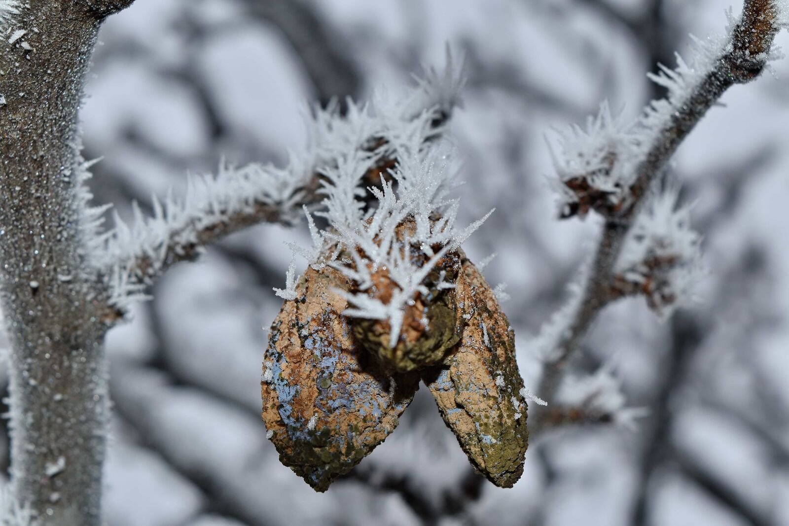 Nikon D5500 sample photo. Cold, dry, foggy, frozen photography