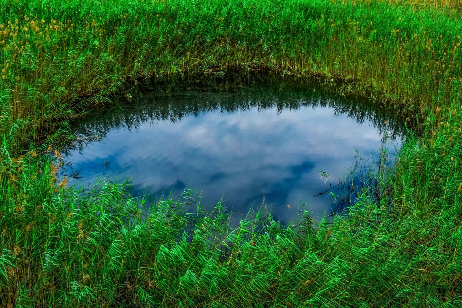 Nikon D3300 sample photo. Swamp, pond, reeds photography