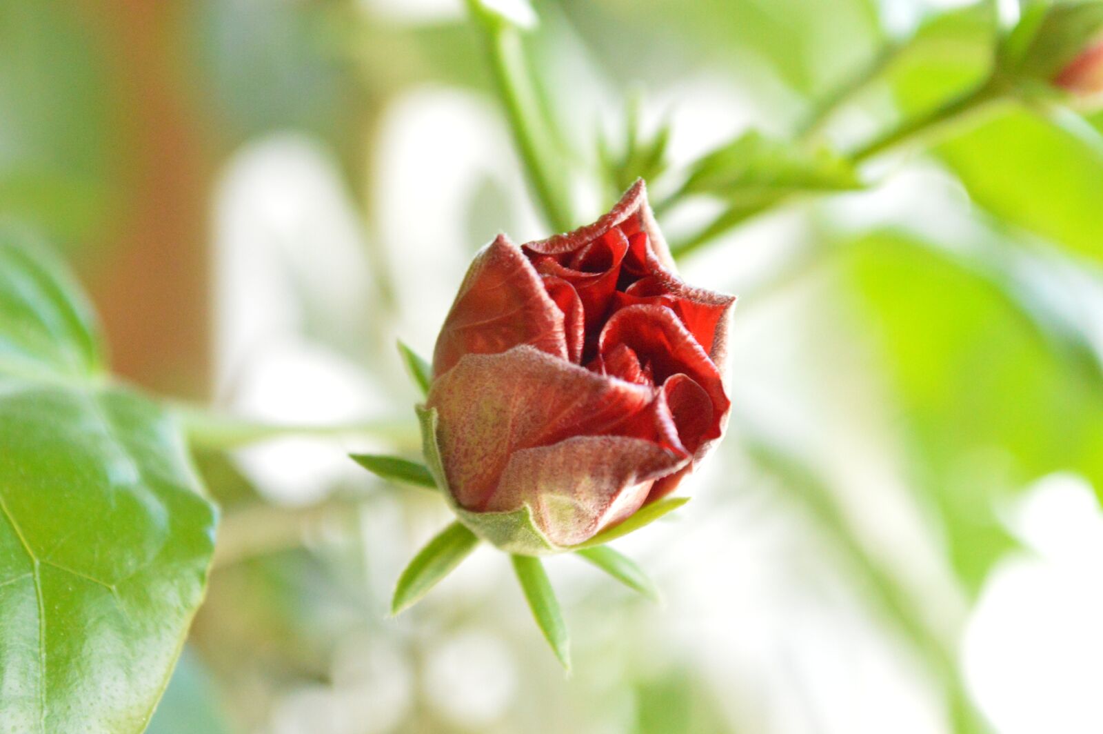 Nikon D3200 sample photo. Chinese rose, flower, rose photography