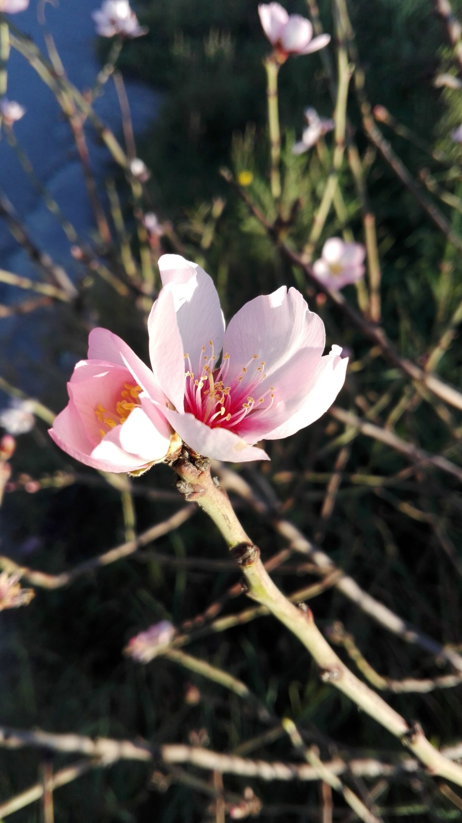 HUAWEI P8 Lite sample photo. Flowers, almond tree, spring photography
