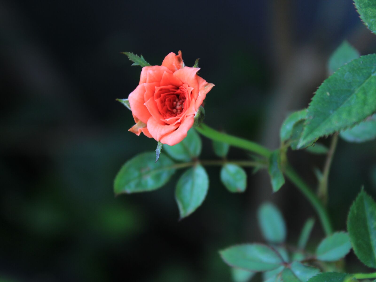 Canon EOS 600D (Rebel EOS T3i / EOS Kiss X5) sample photo. Rose, red, flowers photography