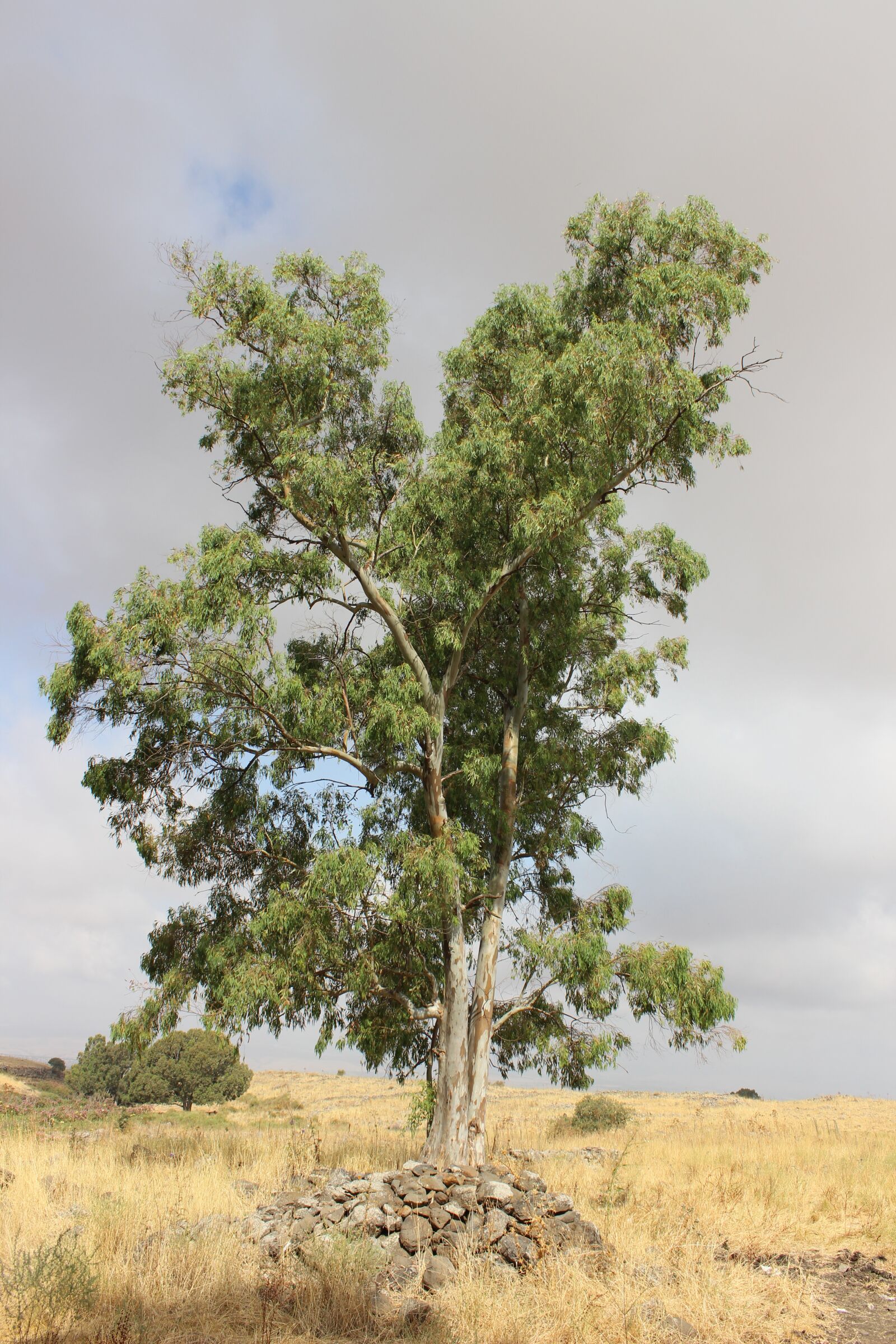 Canon EOS 600D (Rebel EOS T3i / EOS Kiss X5) sample photo. Tree, phone, wallpaper photography