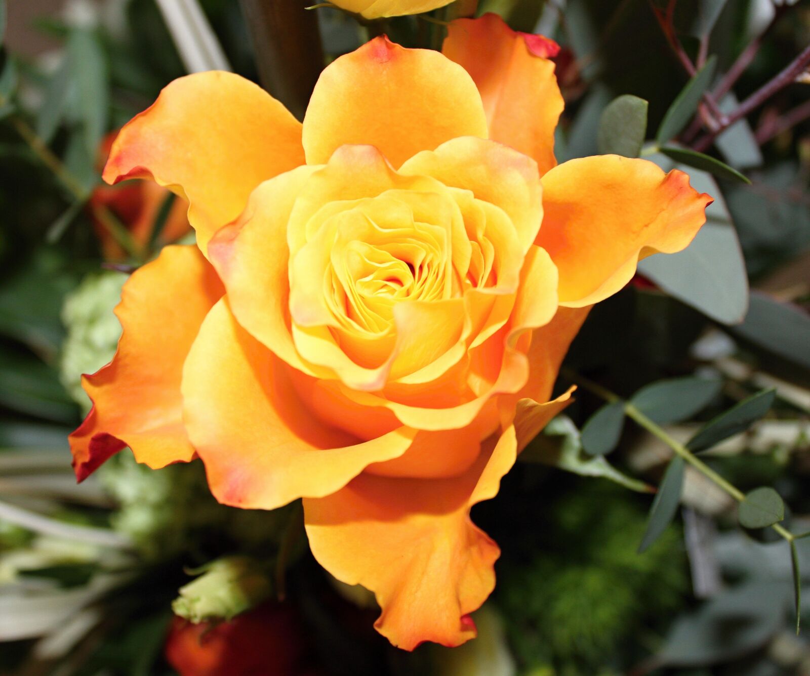 Canon EOS 7D + Canon EF-S 18-55mm F3.5-5.6 IS sample photo. Flower, orange, yellow photography