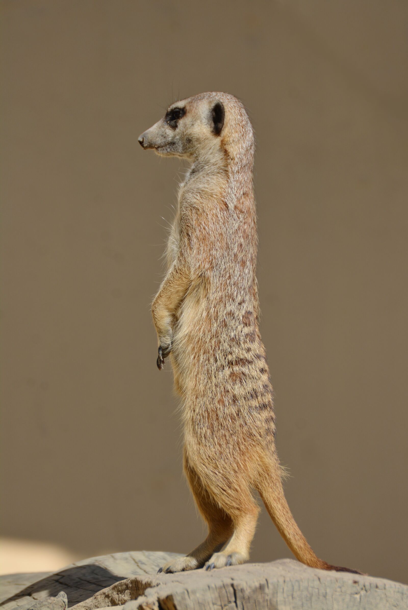 Nikon D5200 sample photo. Meerkat, meercat, scharrtier photography