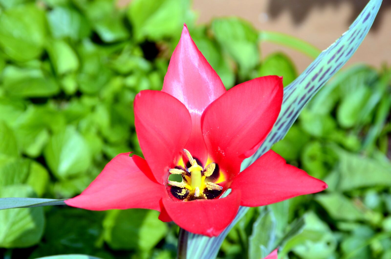 Nikon D5100 sample photo. Flower, summer, plant photography
