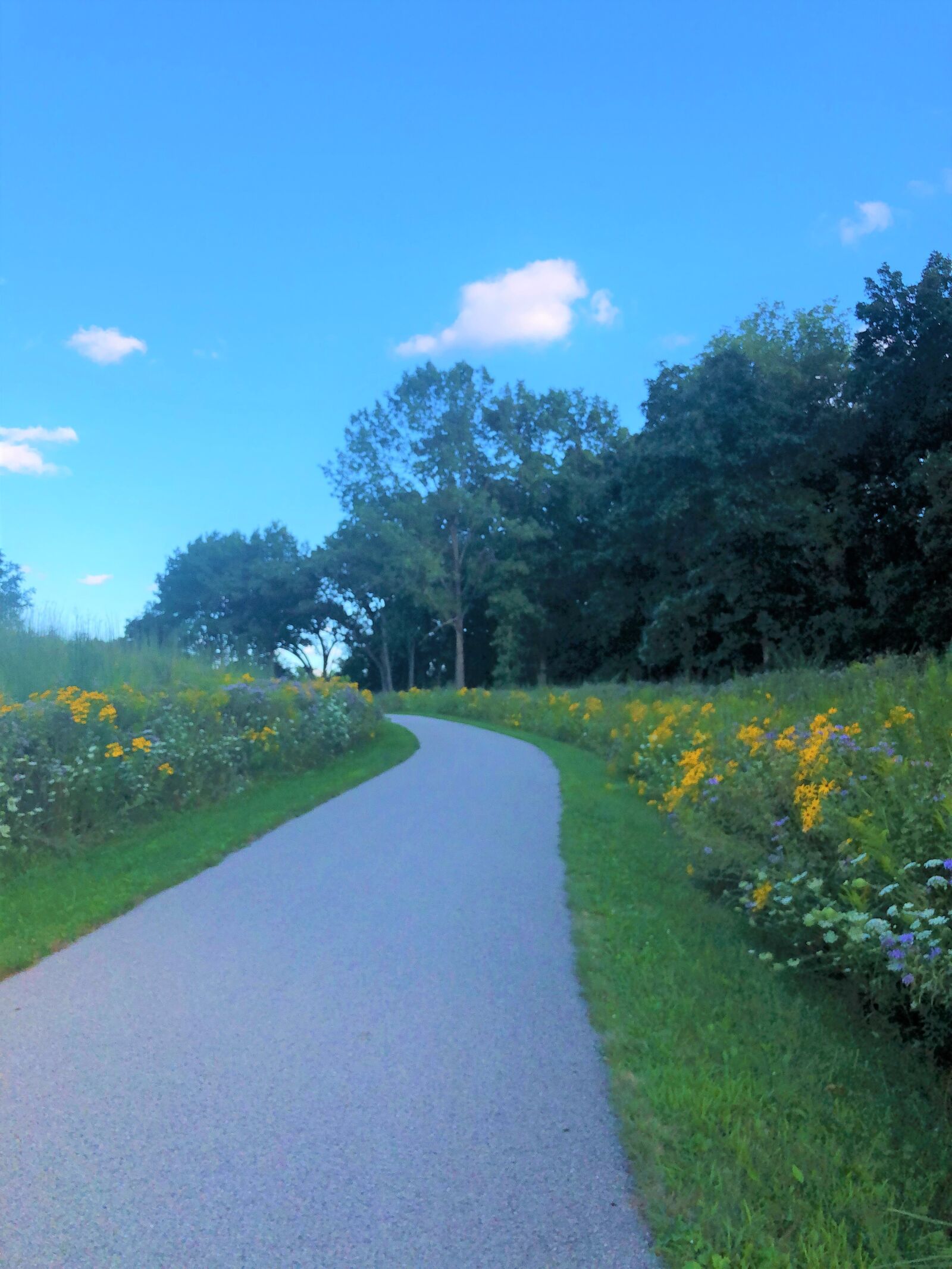 iPhone X back dual camera 4mm f/1.8 sample photo. Walking path, trail, nature photography