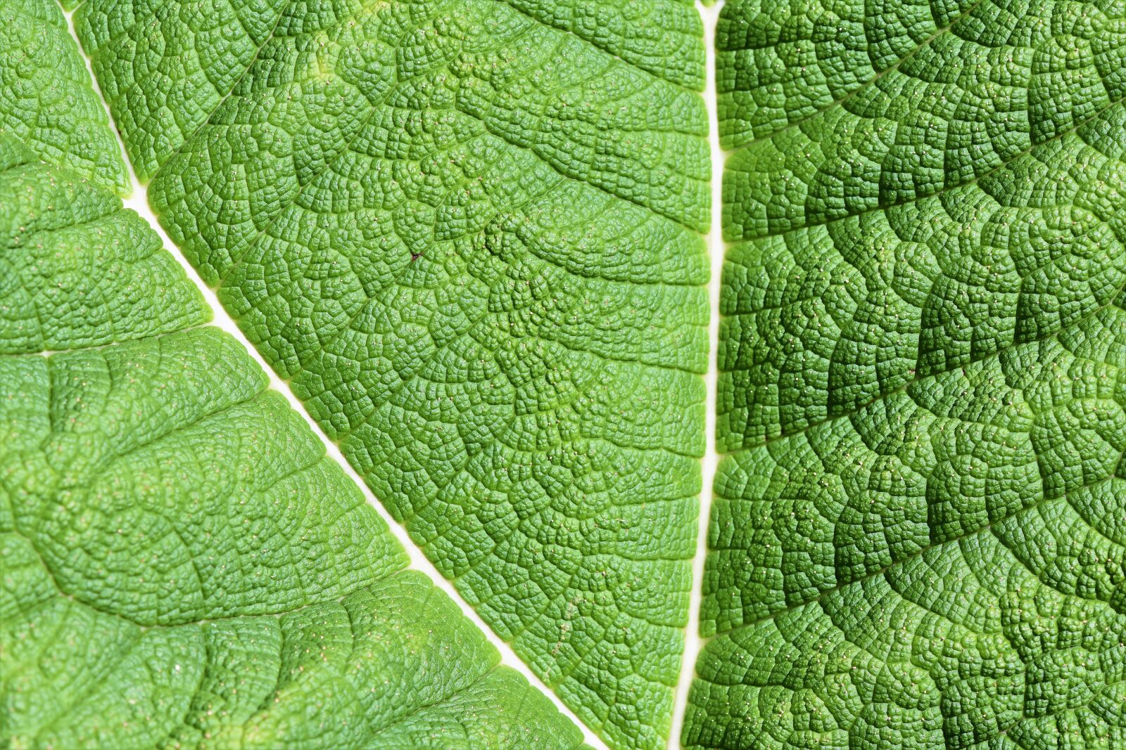 Nikon D7200 sample photo. Mammoth sheet, leaf, green photography