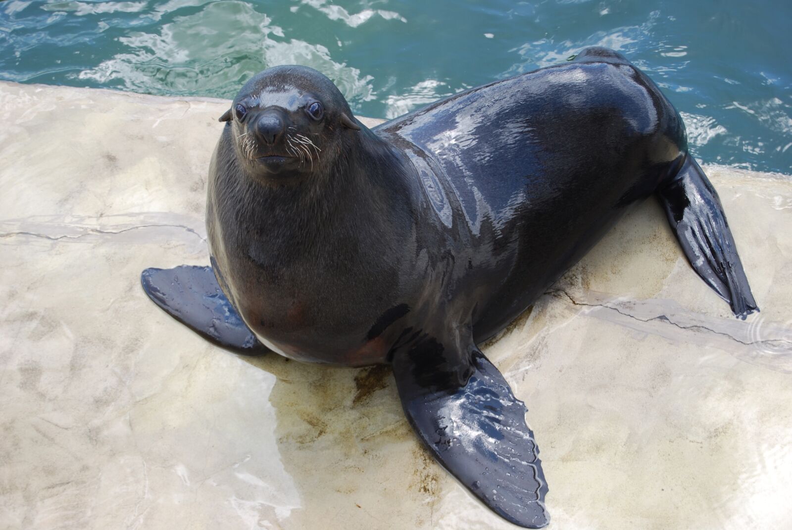 Nikon D60 sample photo. Sea ​​lion, animal, zoo photography