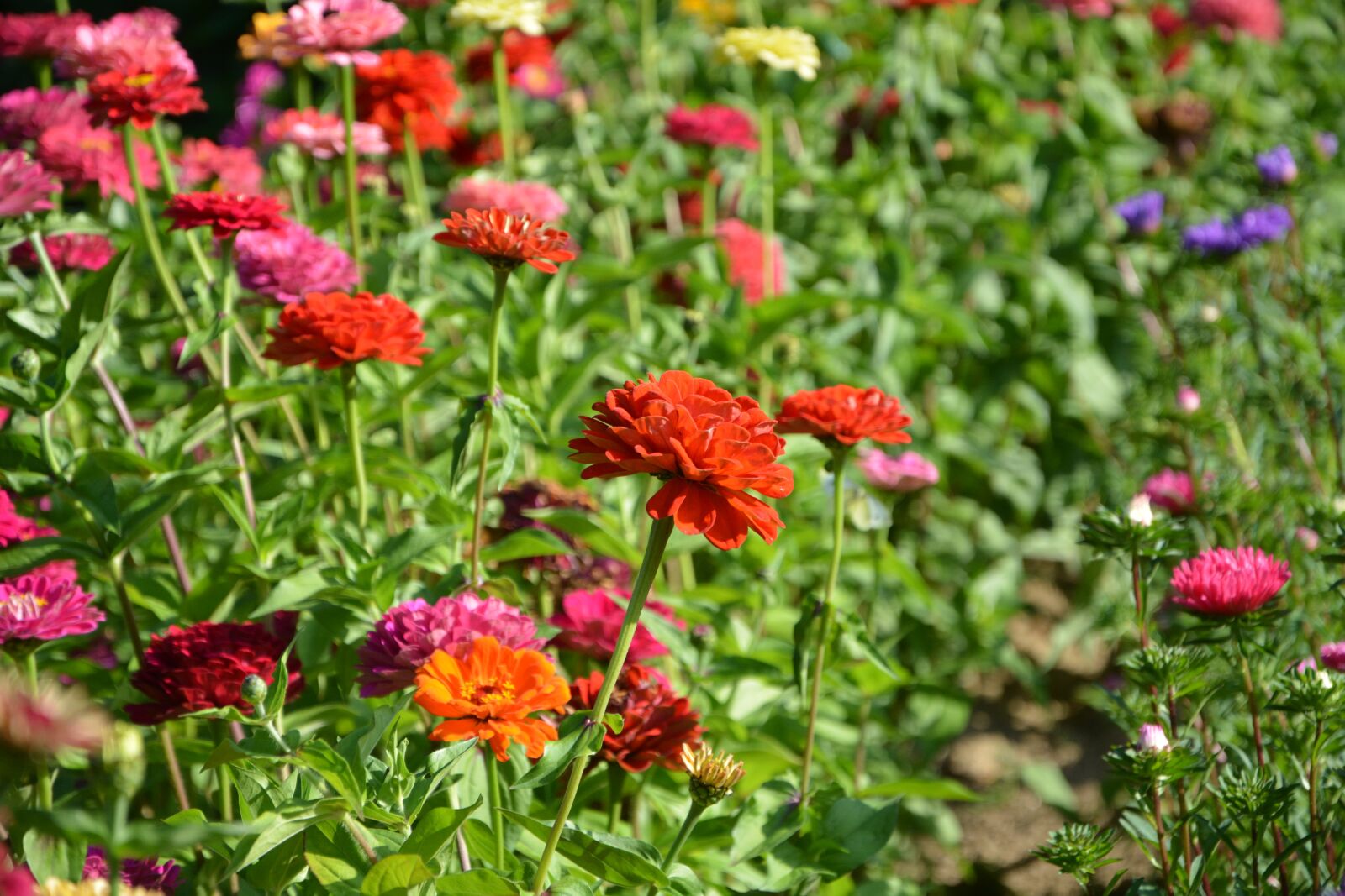 Nikon D5200 sample photo. Flowers, massif, colors photography