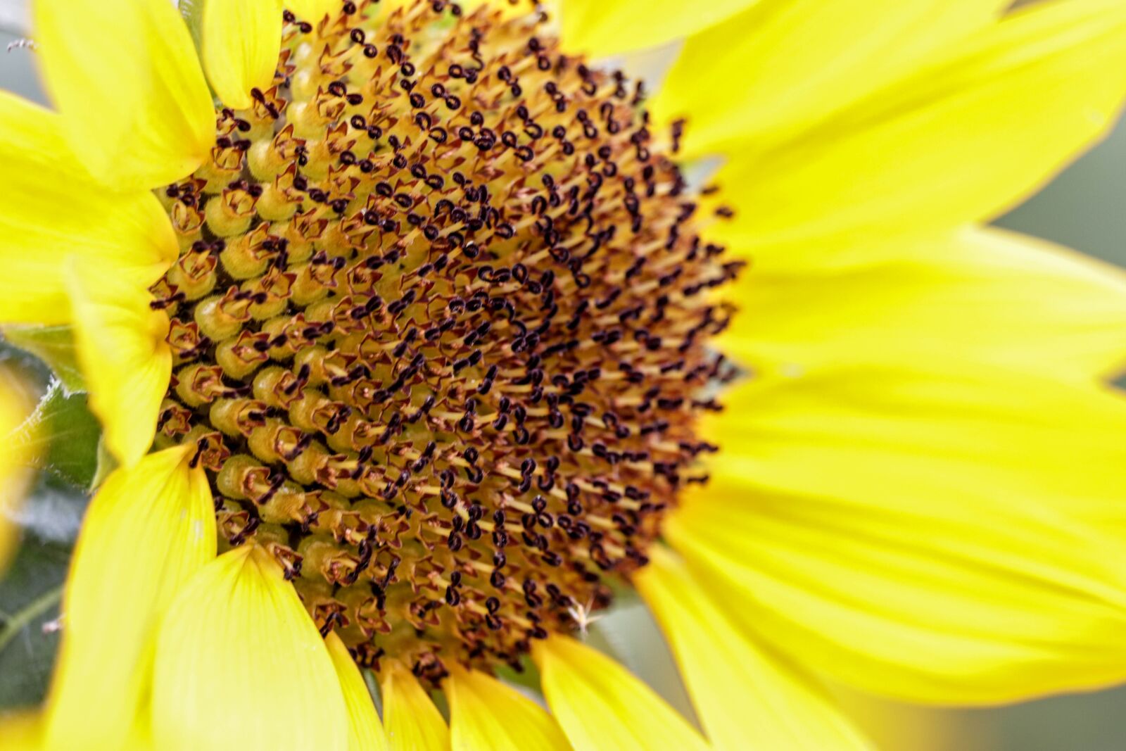 Canon EF-S 55-250mm F4-5.6 IS STM sample photo. Sunflower, closeup, yellow photography
