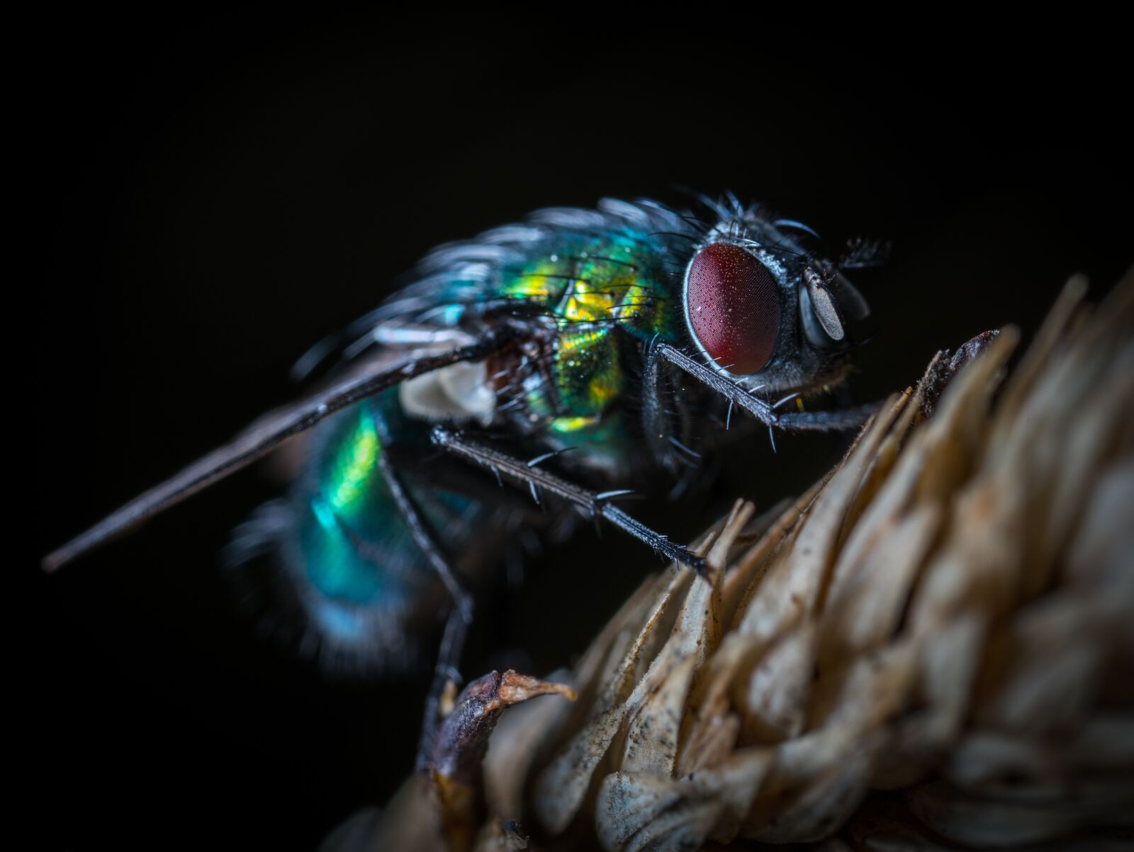 #124 65/2.8 sample photo. Insect, fly, nature photography