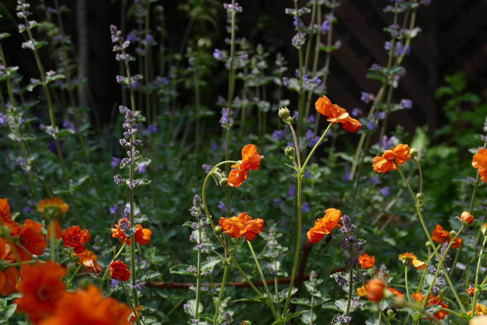Panasonic Lumix DMC-FZ1000 sample photo. Geum, nepeta, garden photography