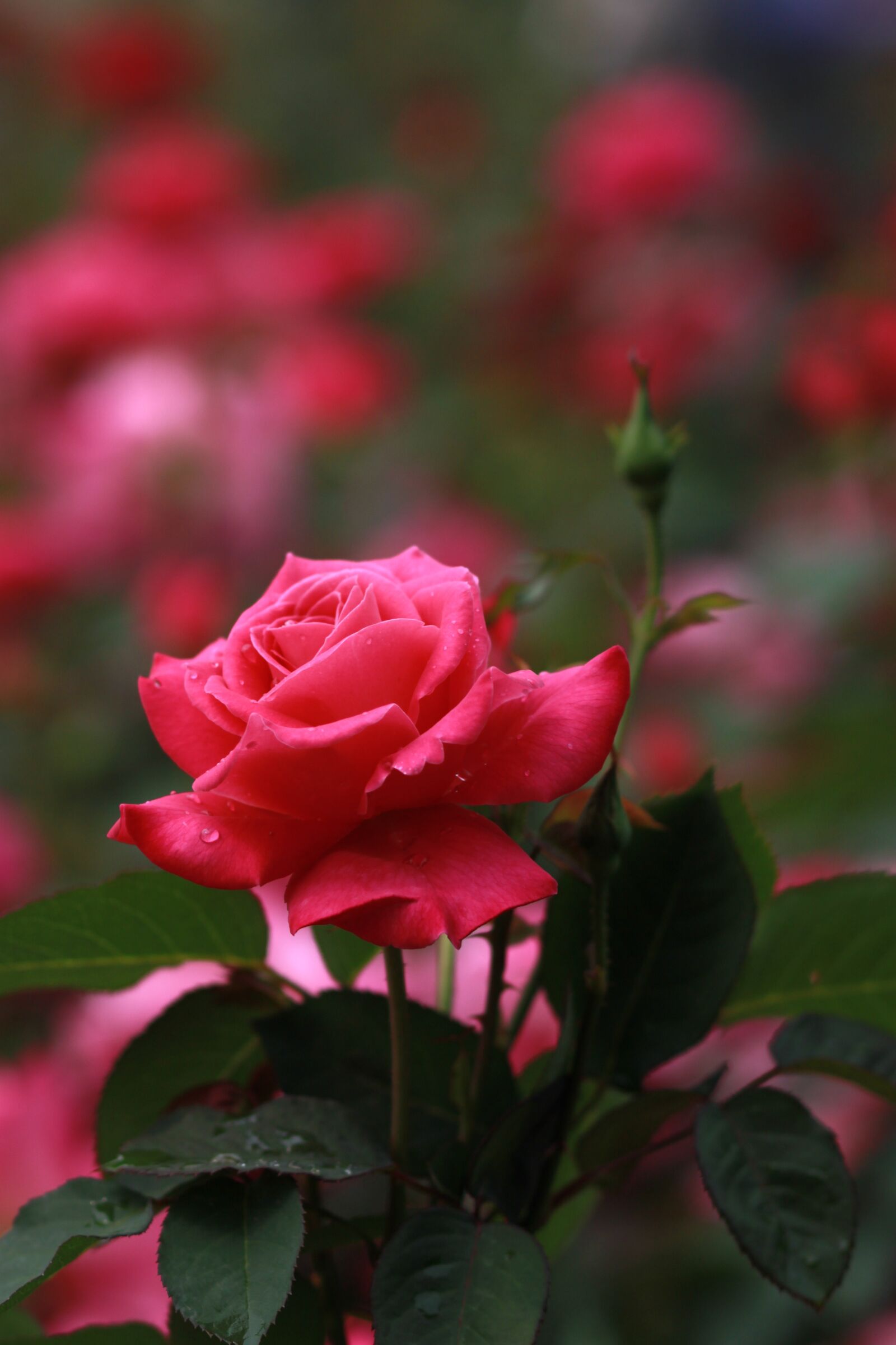 Canon EOS 500D (EOS Rebel T1i / EOS Kiss X3) sample photo. Flowers, nature, plants photography