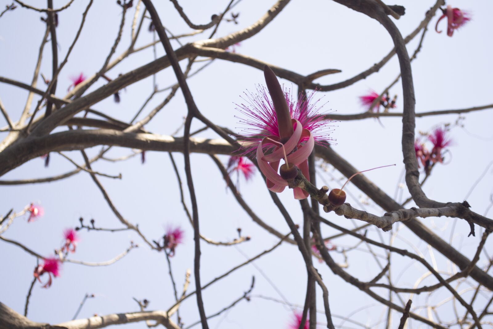 Nikon D3100 sample photo. Clavellina, flower, nature photography