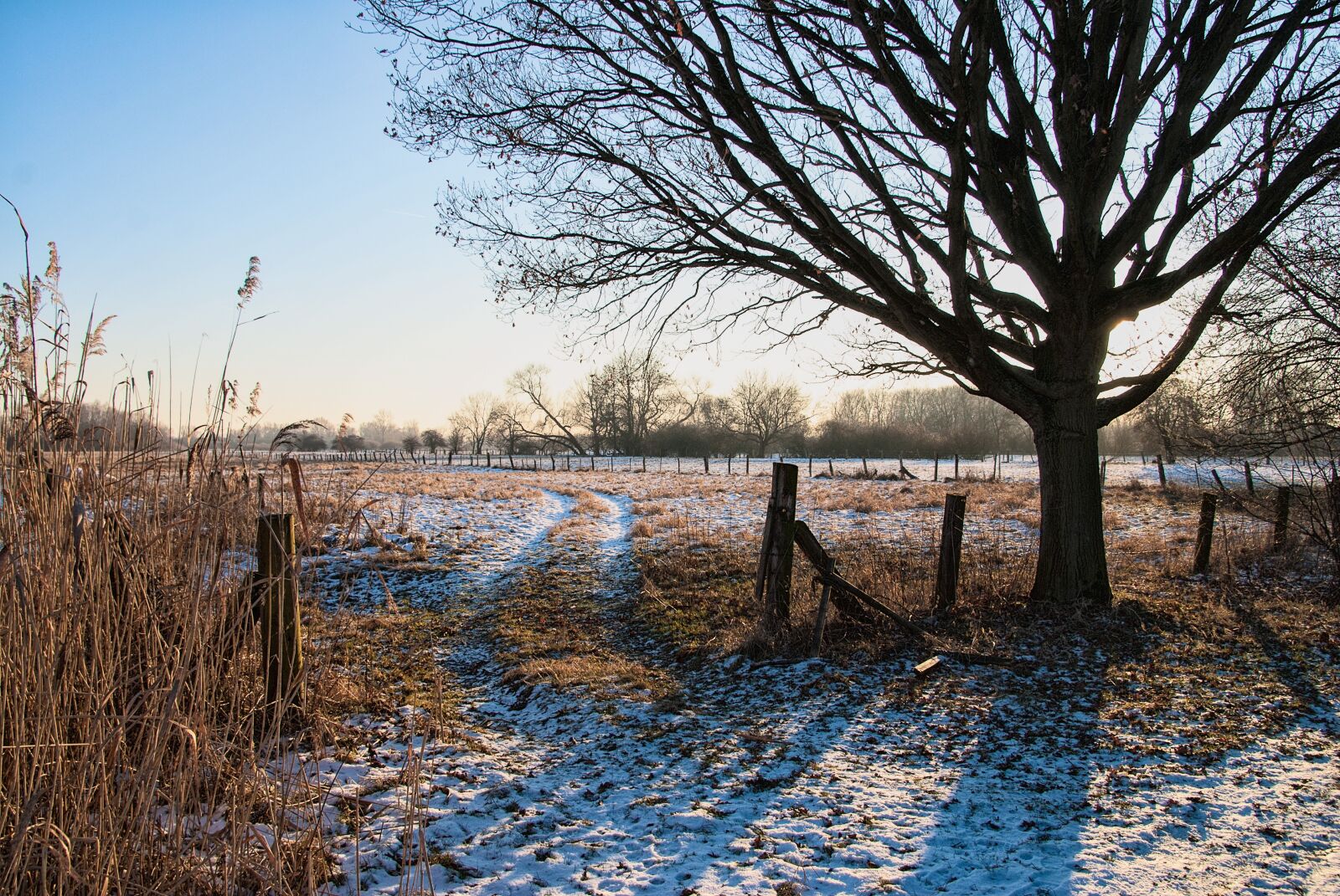 Sony Alpha DSLR-A100 sample photo. Tree, nature, landscape photography