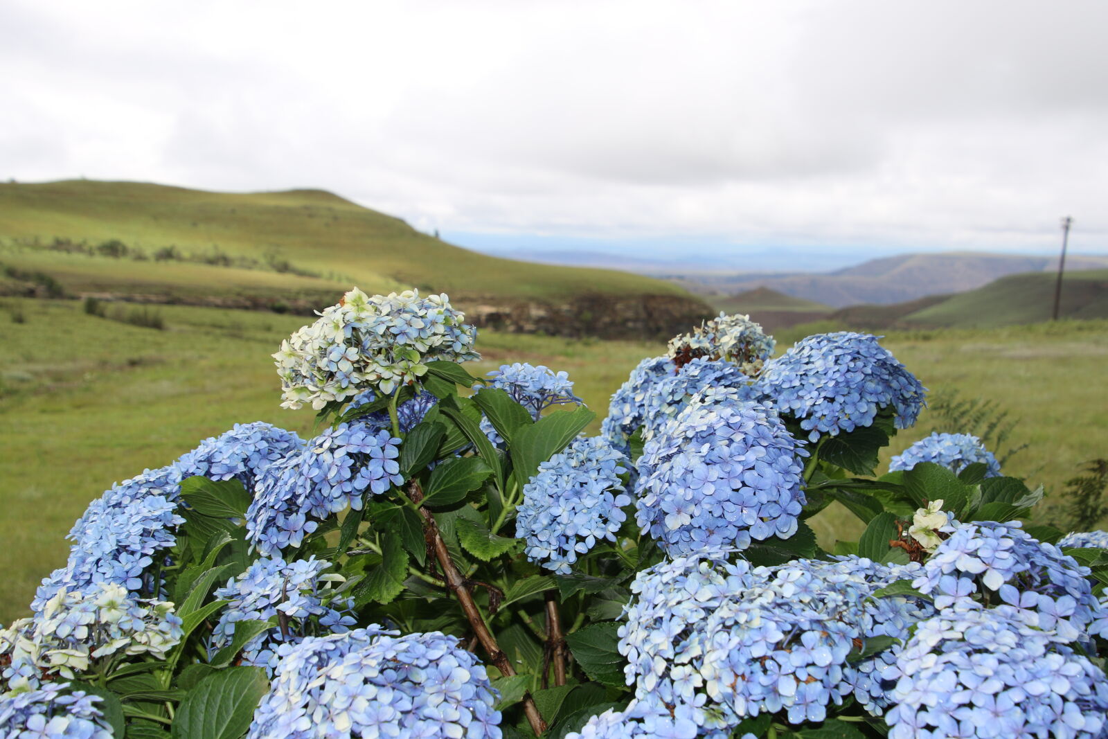 Canon EOS 7D Mark II sample photo. Blue, country, countryside, flowers photography