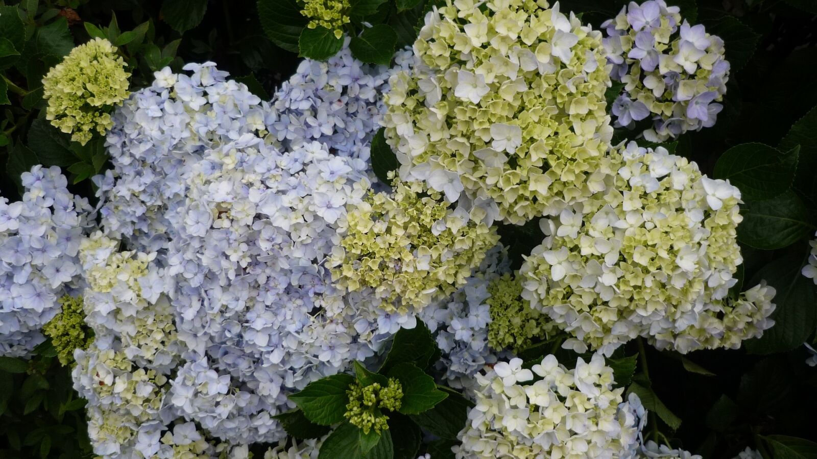 Panasonic Lumix DMC-FS3 sample photo. Flowers, nature, bloom photography