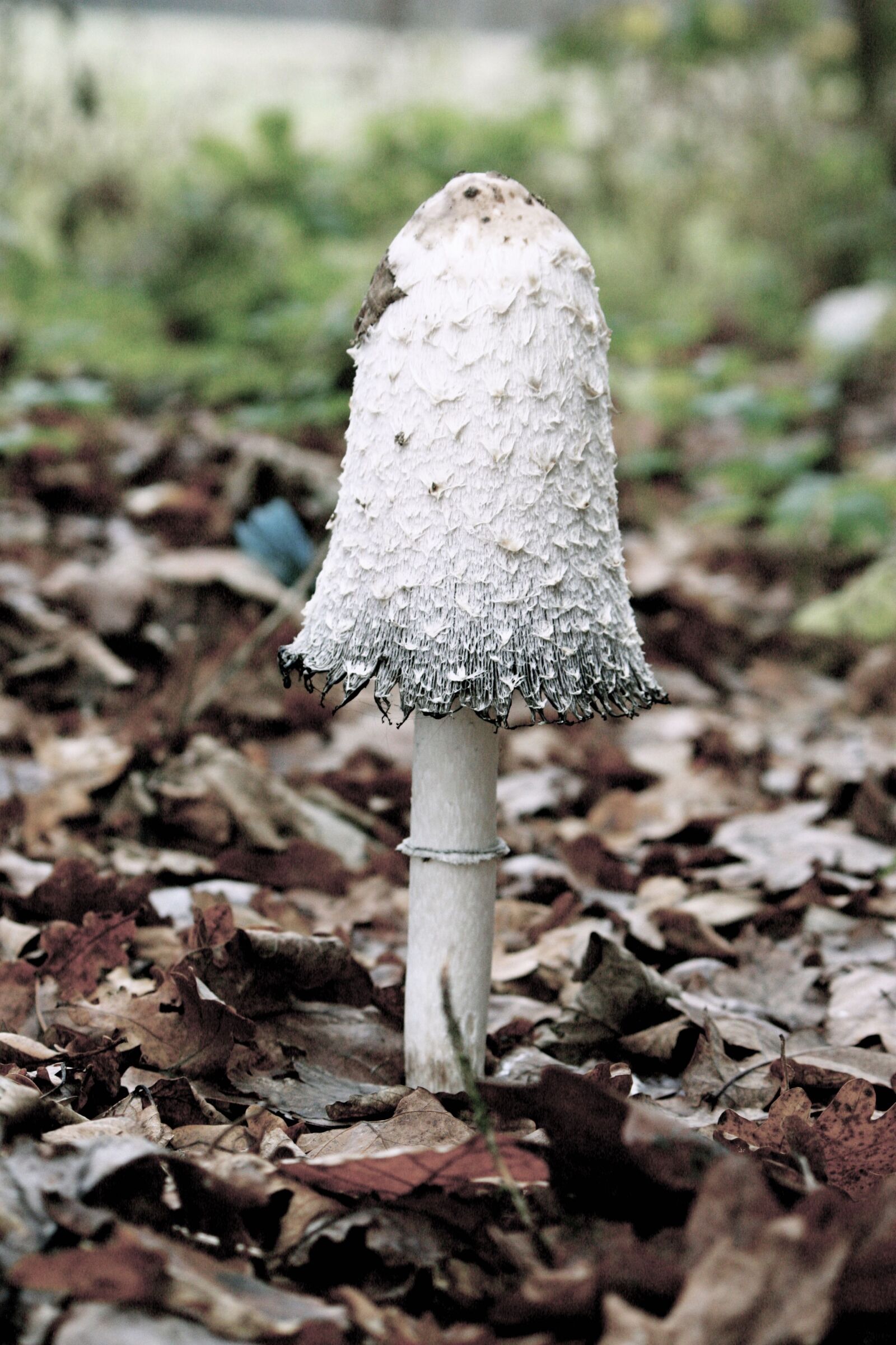 Canon EOS 450D (EOS Rebel XSi / EOS Kiss X2) sample photo. Fungus, nature, forest photography