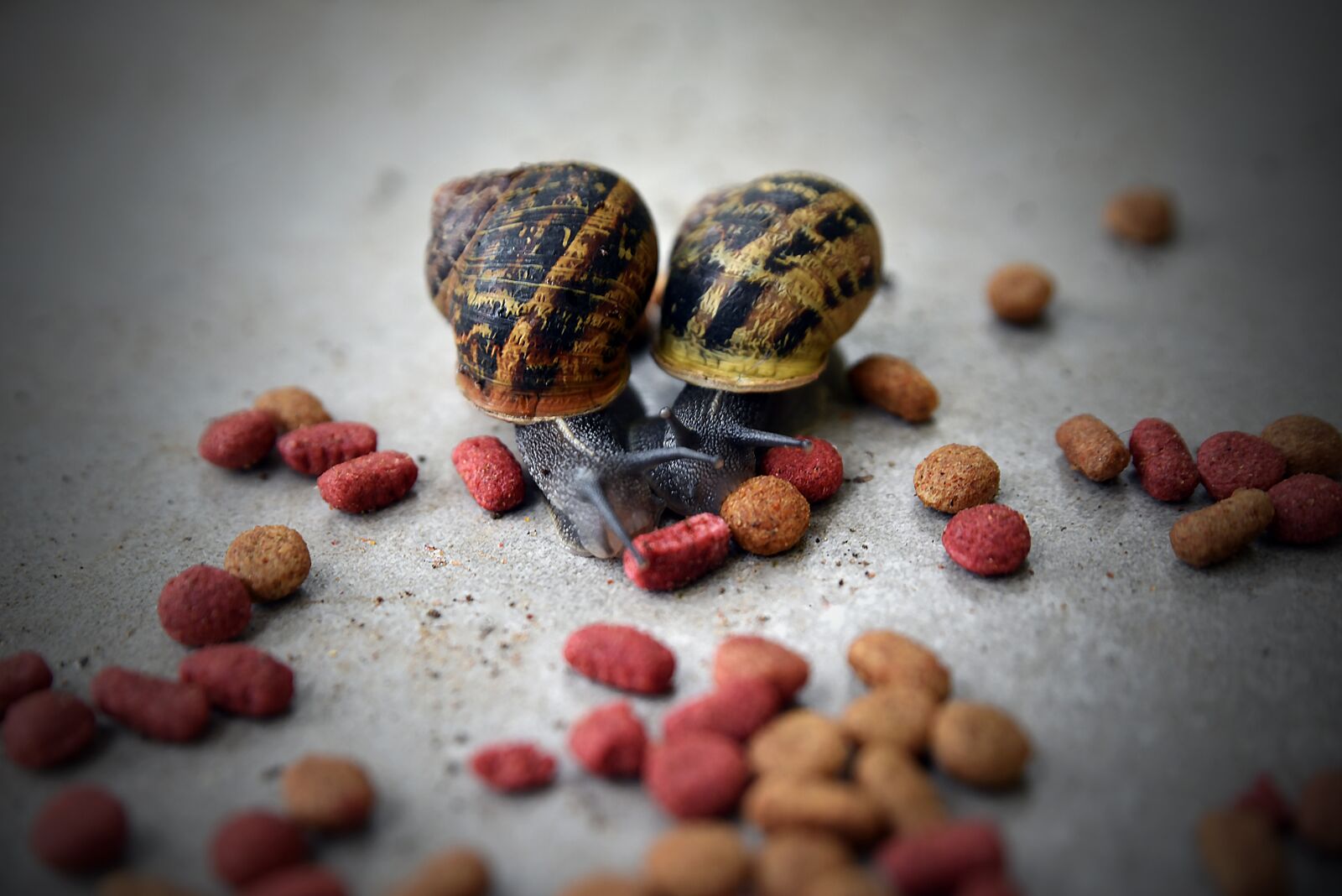 Nikon D750 sample photo. Nature, little, animal photography