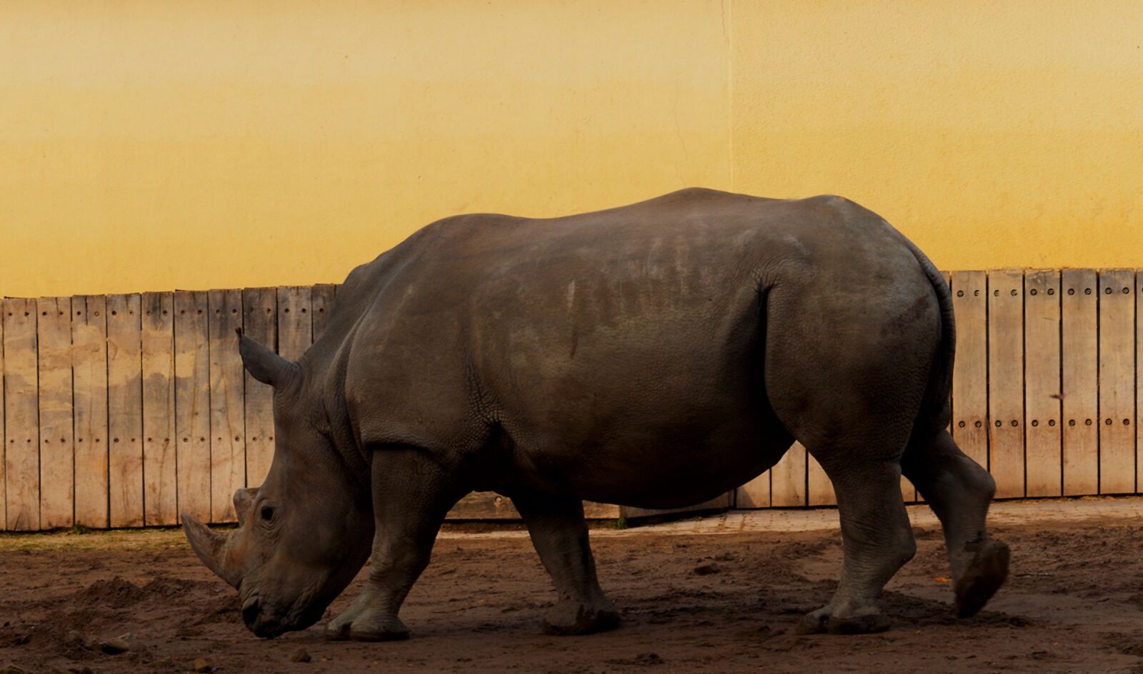 Nikon D5000 sample photo. Rhino, the zoo of photography