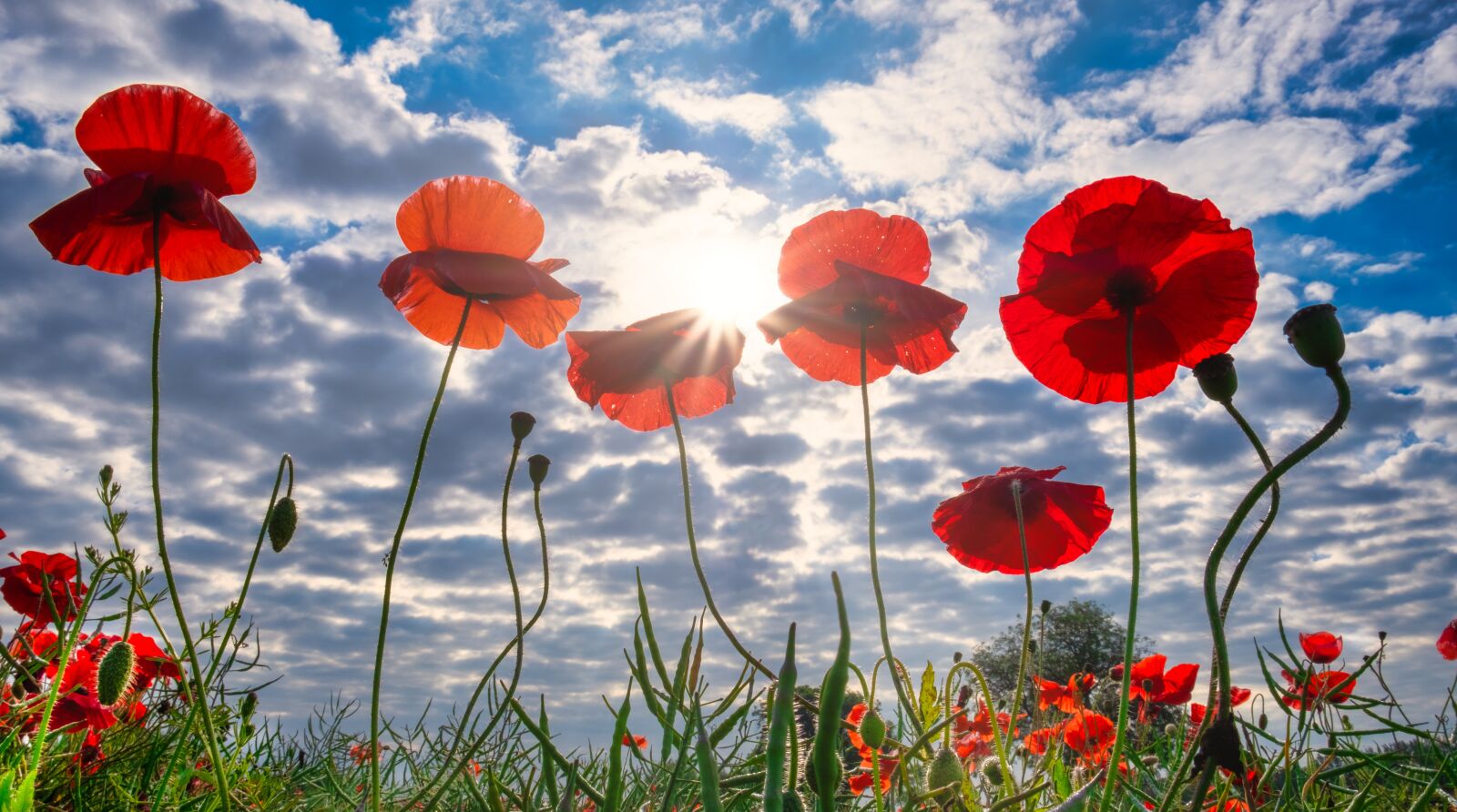 Fujifilm X-T2 sample photo. Poppies, field, yorkshire photography