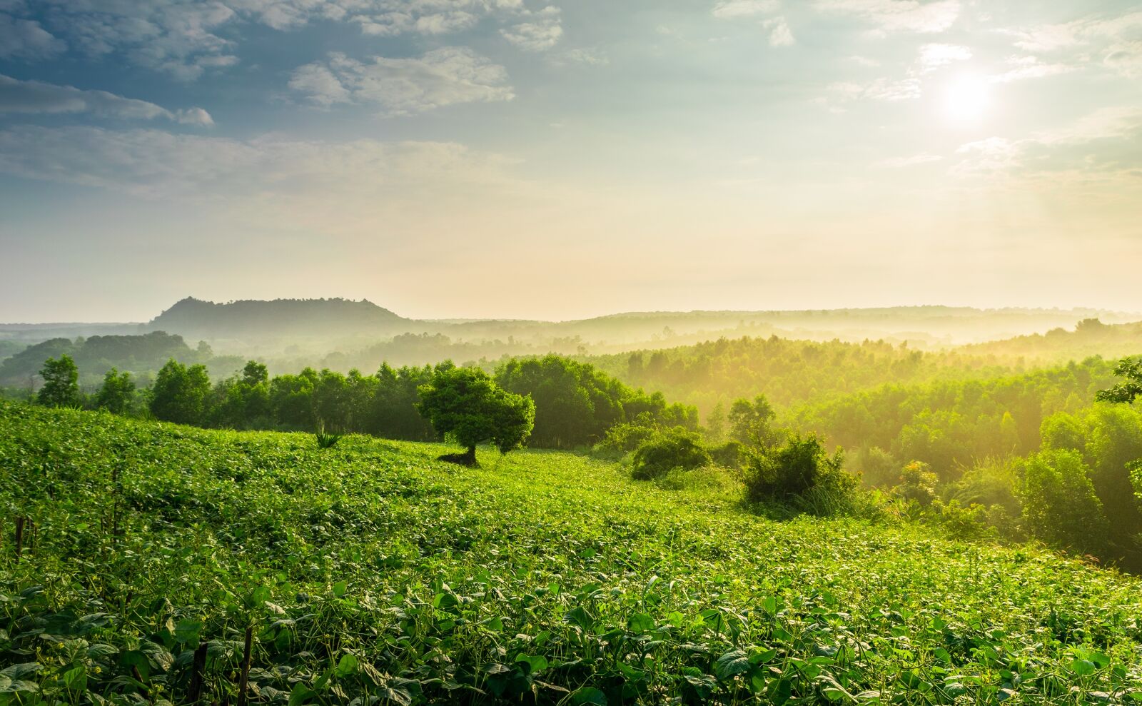 Nikon D3300 sample photo. Landscape, sunlight, forest photography