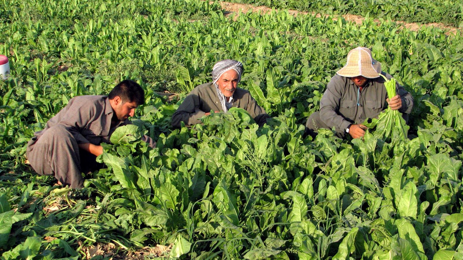 Canon POWERSHOT S3 IS sample photo. Kurdish, farmers, crops photography