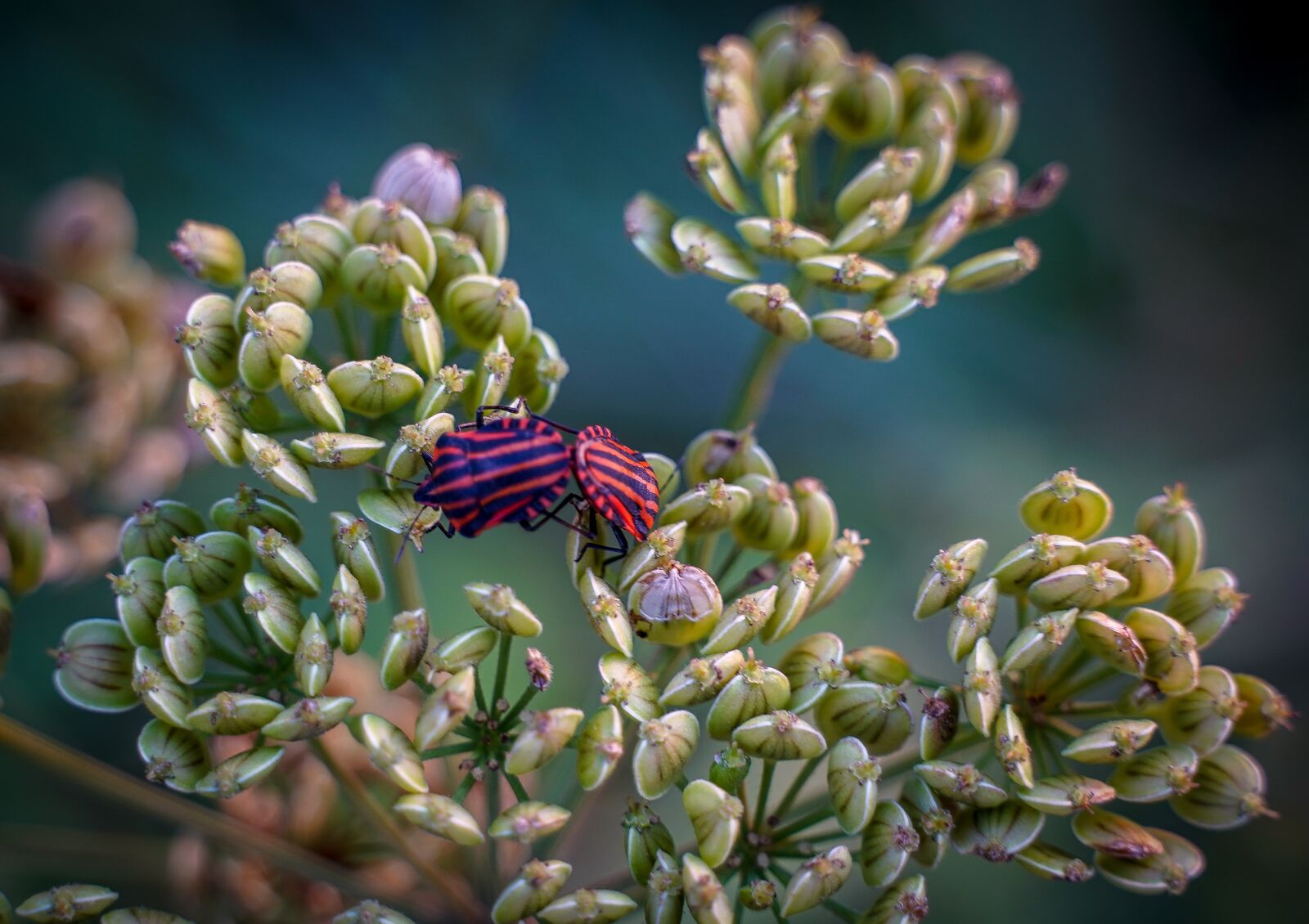 Sony a7 III + Tamron 28-75mm F2.8 Di III RXD sample photo. Grass, blade of grass photography
