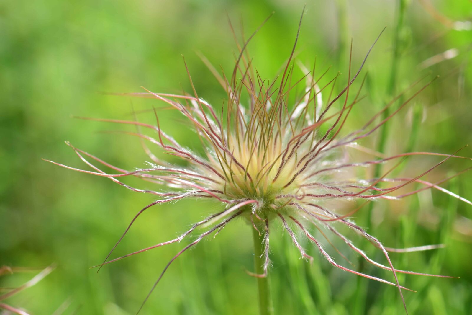 Nikon D3300 sample photo. Summer, flora, meadow, wildflower photography