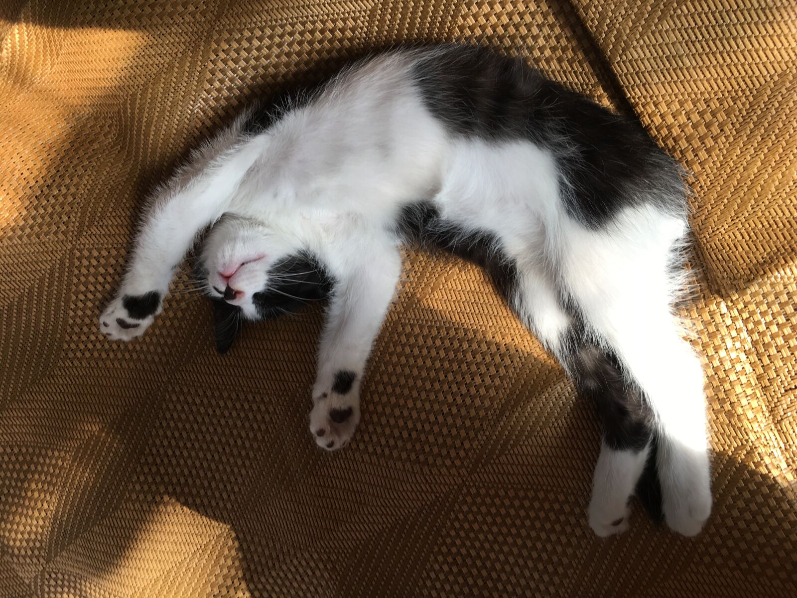 iPhone 6s Plus back camera 4.15mm f/2.2 sample photo. Kitty, sleep, relax photography
