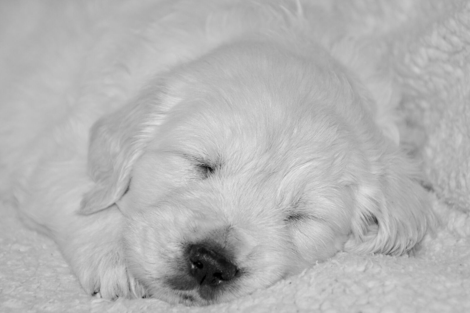 Nikon D5200 sample photo. Puppy dog, golden retriever photography