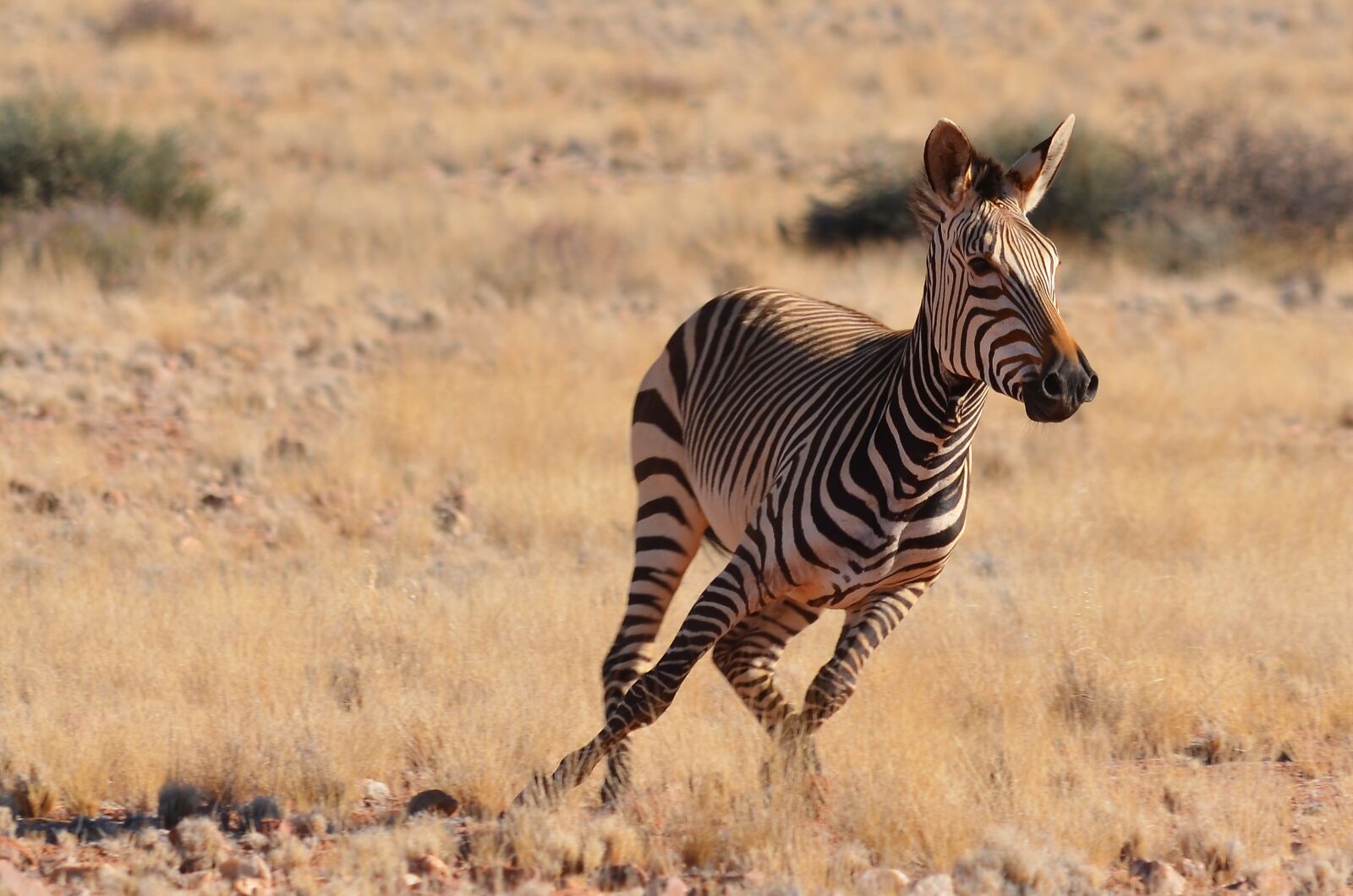 Nikon D5100 sample photo. Zebra, namibia, africa photography