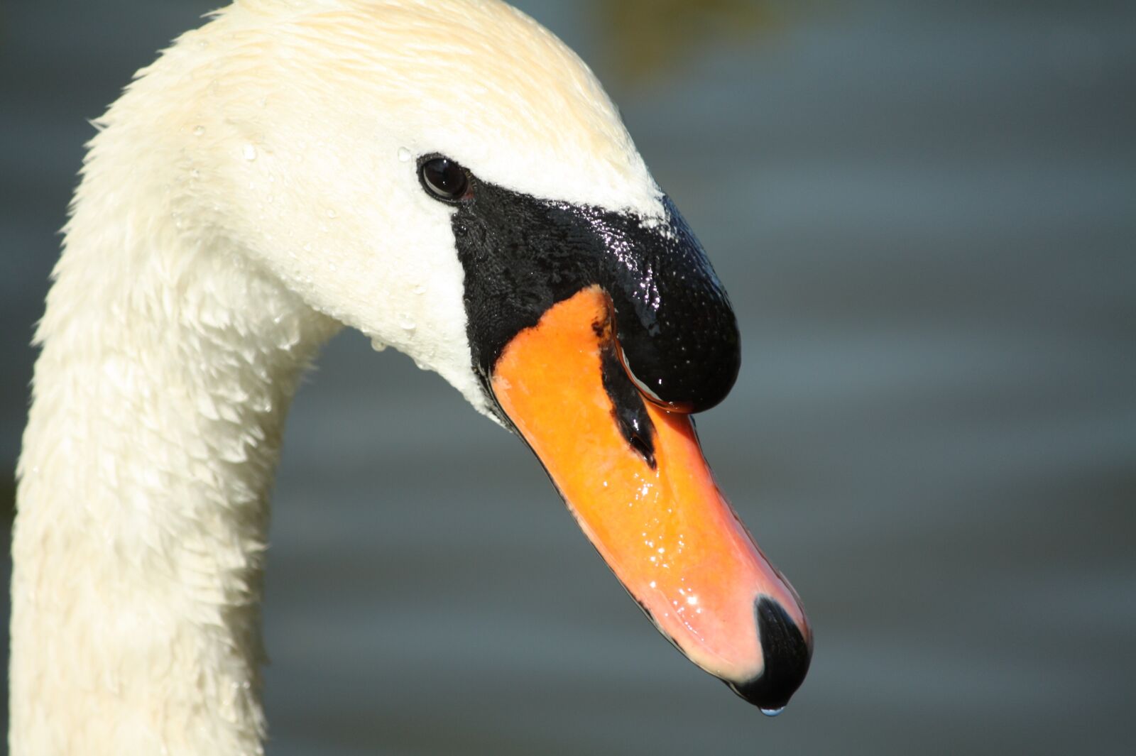 Canon EOS 450D (EOS Rebel XSi / EOS Kiss X2) sample photo. Swan, animal, head photography