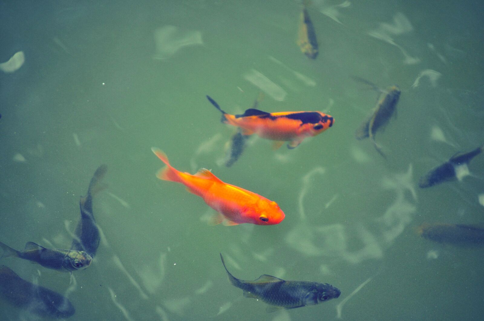Nikon D5000 sample photo. Animals, marine, life photography