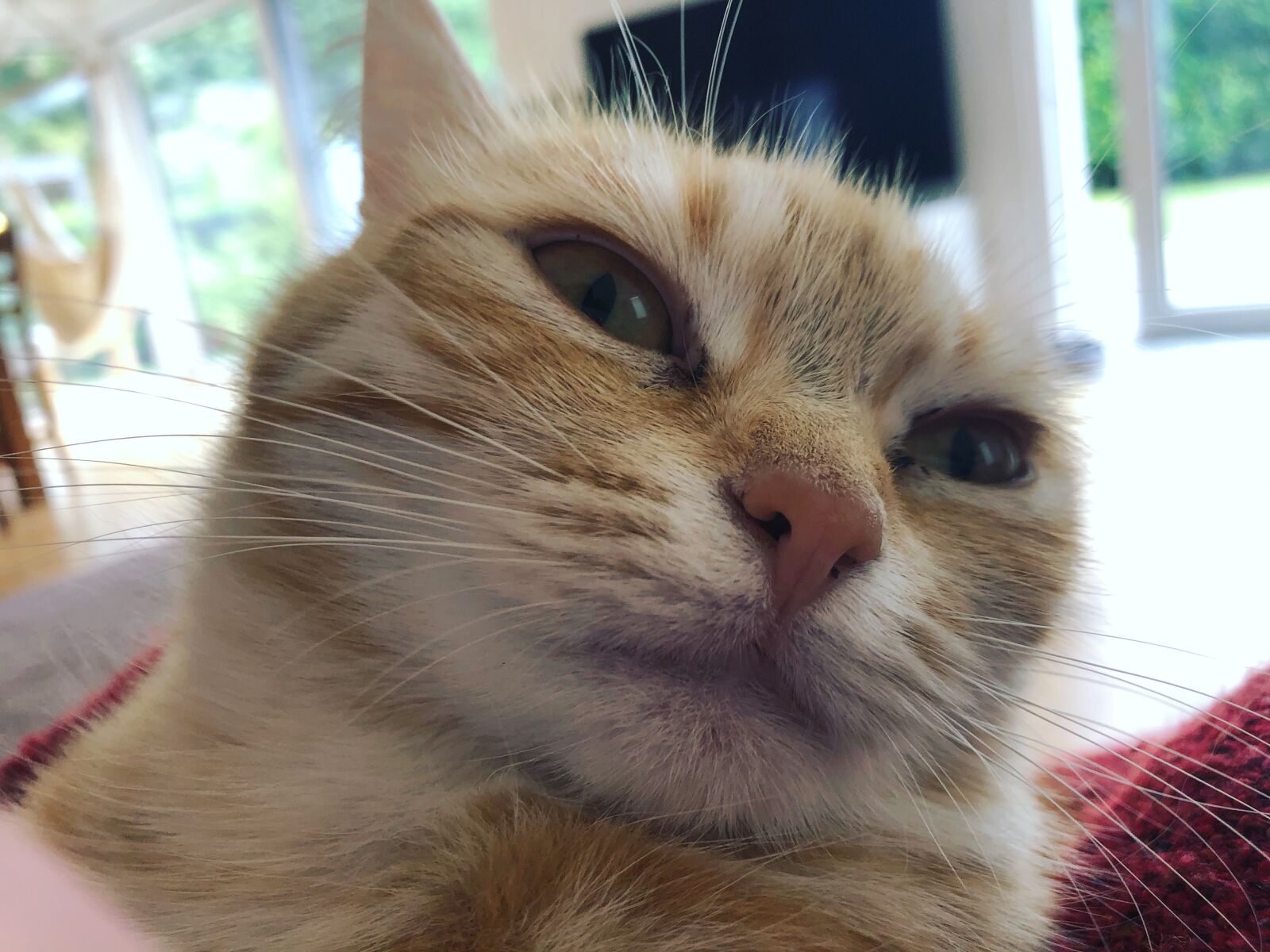 iPhone 8 back camera 3.99mm f/1.8 sample photo. Katze, kätzchen, gustaf photography