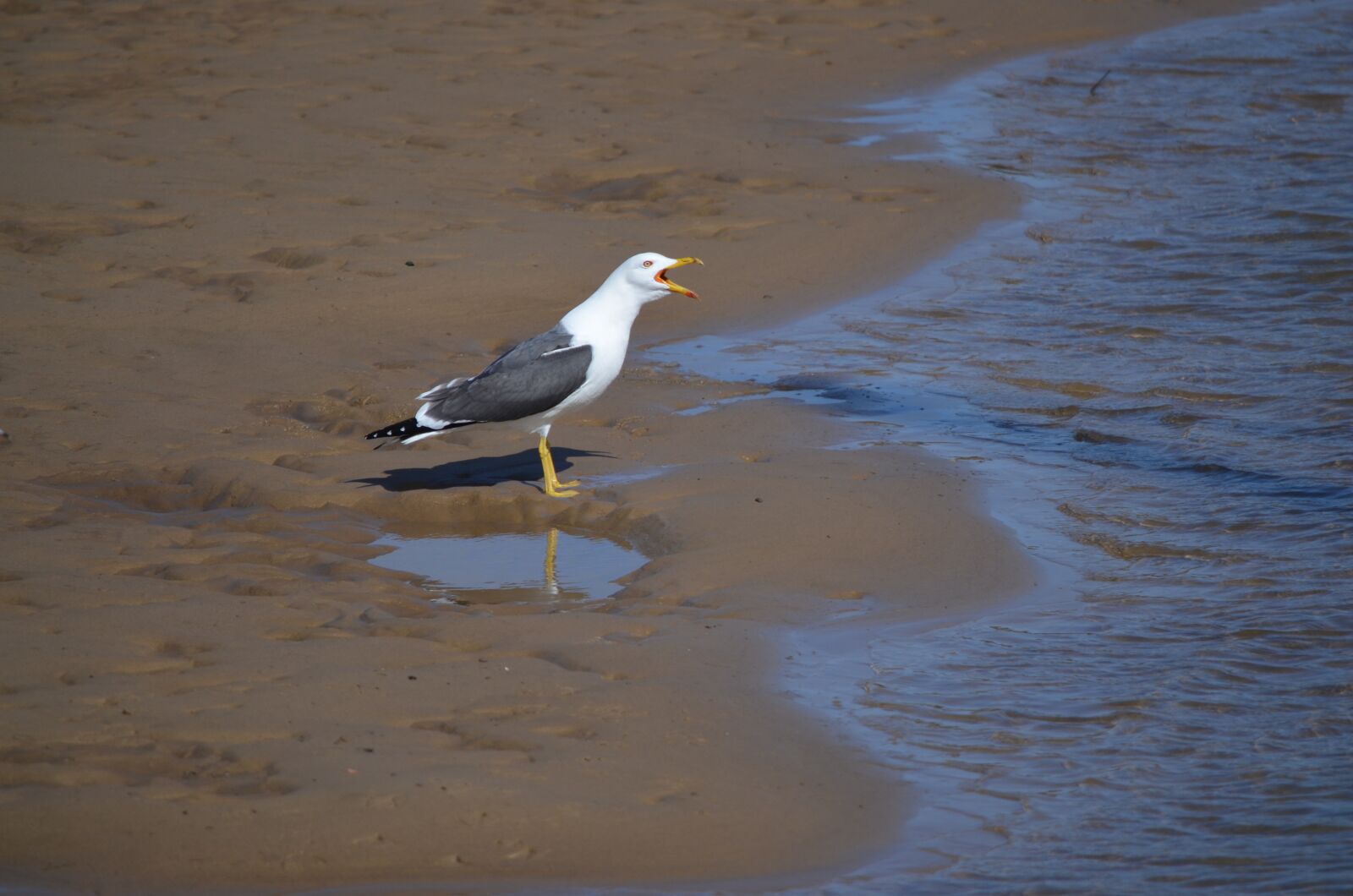 Nikon D5100 sample photo. Gull, beach, seagull photography