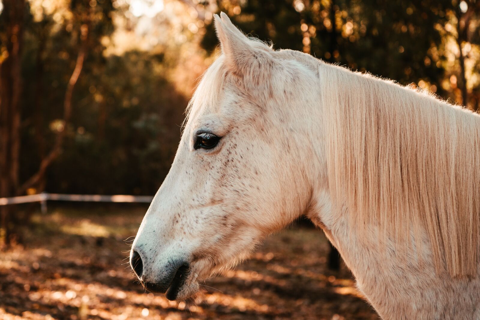 Nikon D850 sample photo. Horse, pony, australian pony photography