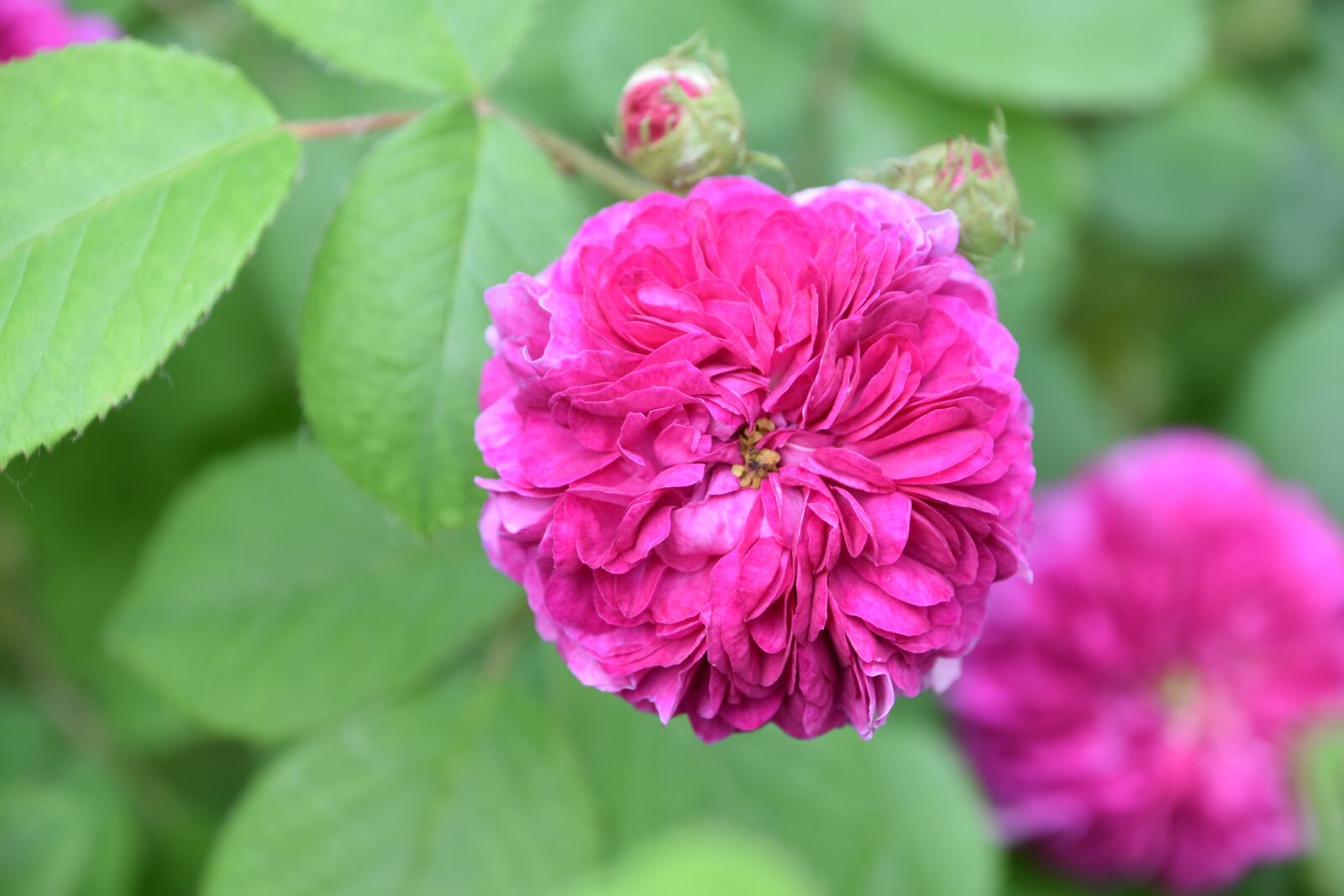 Nikon D5600 sample photo. Pink, flower, plant photography