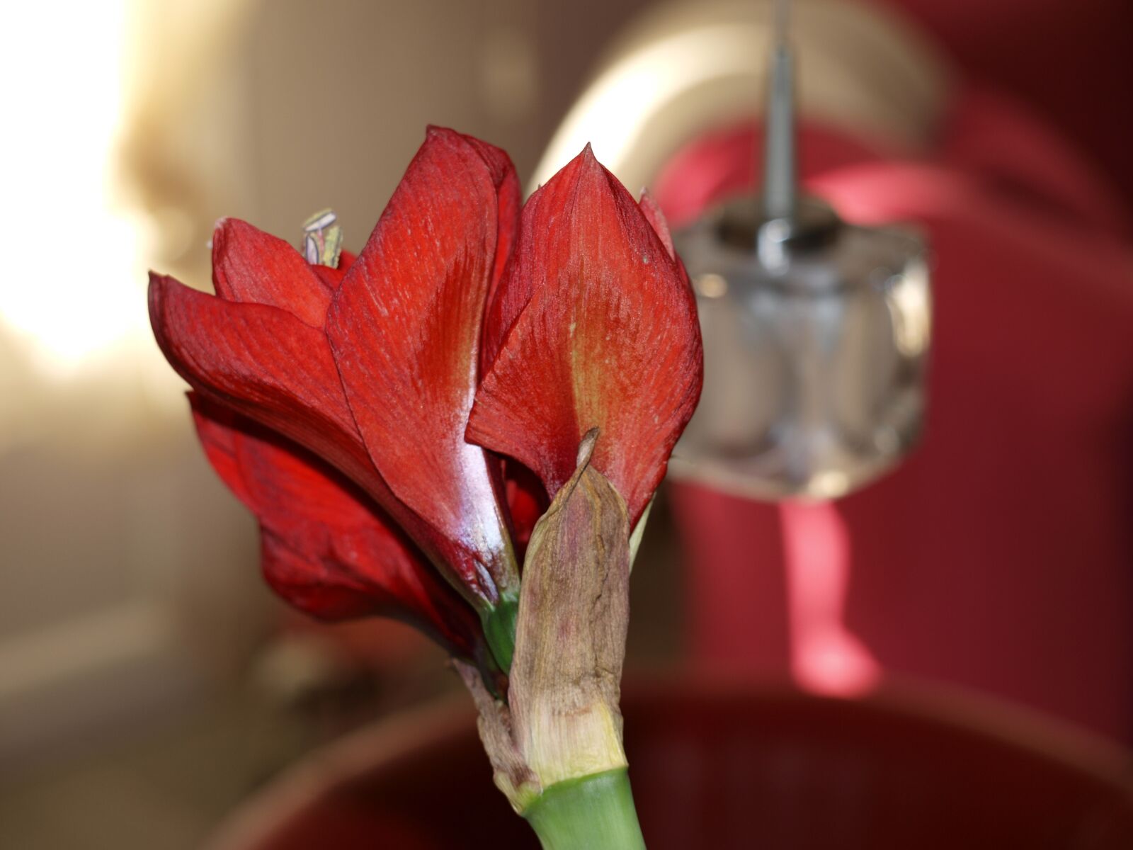 Olympus E-420 (EVOLT E-420) sample photo. Amarilys, flowers, decoration photography