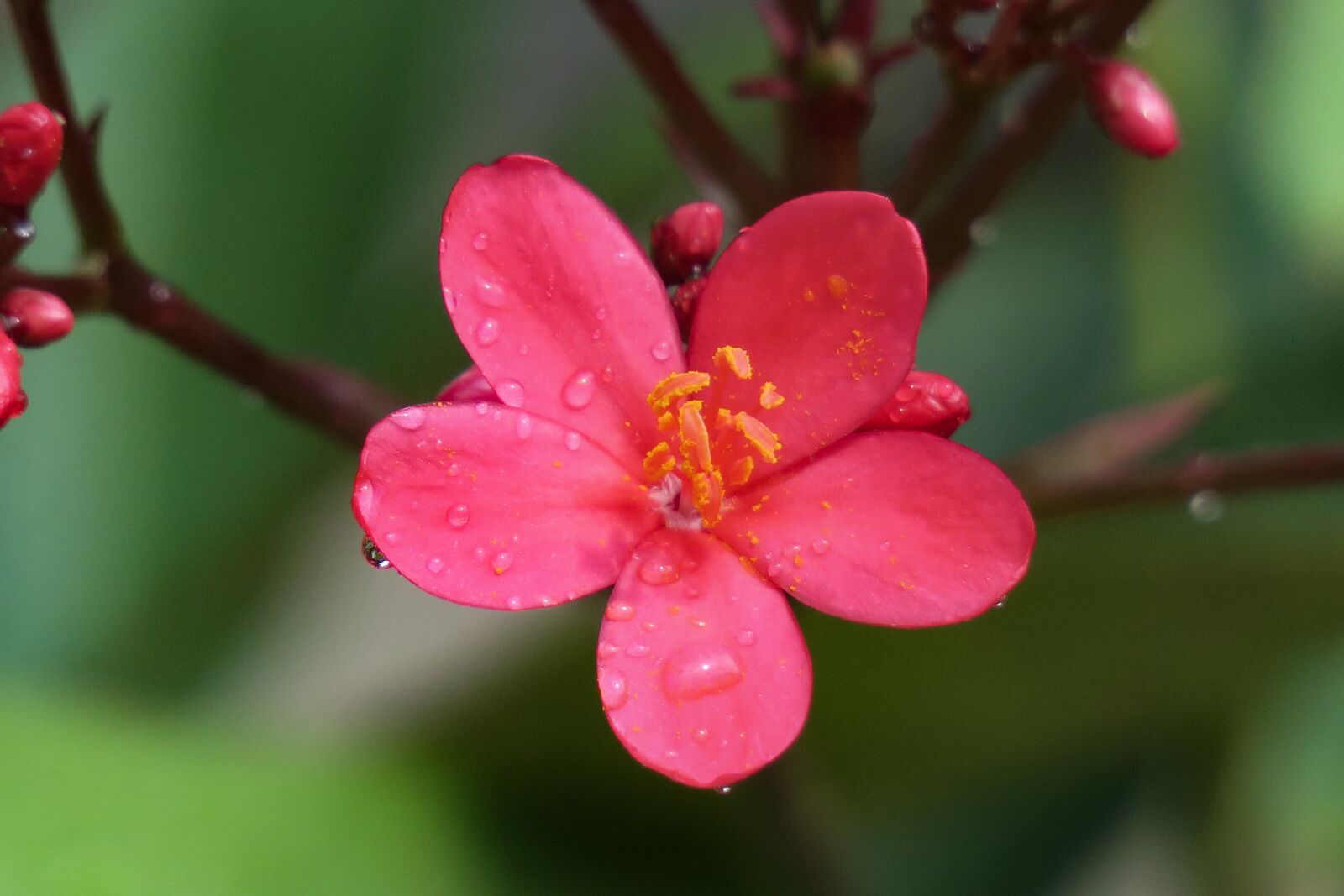 Canon PowerShot G3 X sample photo. Nature, plant, flower photography